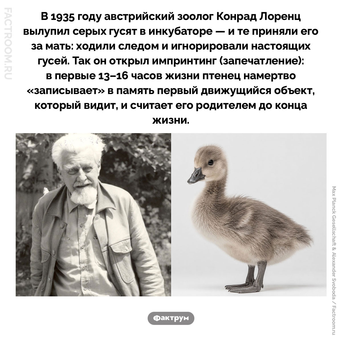 Что такое инпринтинг (запечатление). В 1935 году австрийский зоолог Конрад Лоренц вылупил серых гусят в инкубаторе — и те приняли его за мать: ходили следом и игнорировали настоящих гусей. Так он открыл импринтинг (запечатление): в первые 13–16 часов жизни птенец намертво «записывает» в память первый движущийся объект, который видит, и считает его родителем до конца жизни.