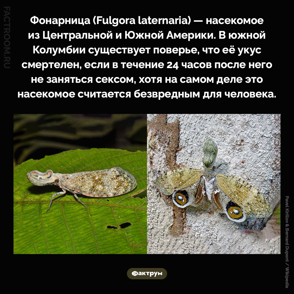 Фонарница. Фонарница (Fulgora laternaria) — насекомое из Центральной и Южной Америки. В южной Колумбии существует поверье, что её укус смертелен, если в течение 24 часов после него не заняться сексом, хотя на самом деле это насекомое считается безвредным для человека.