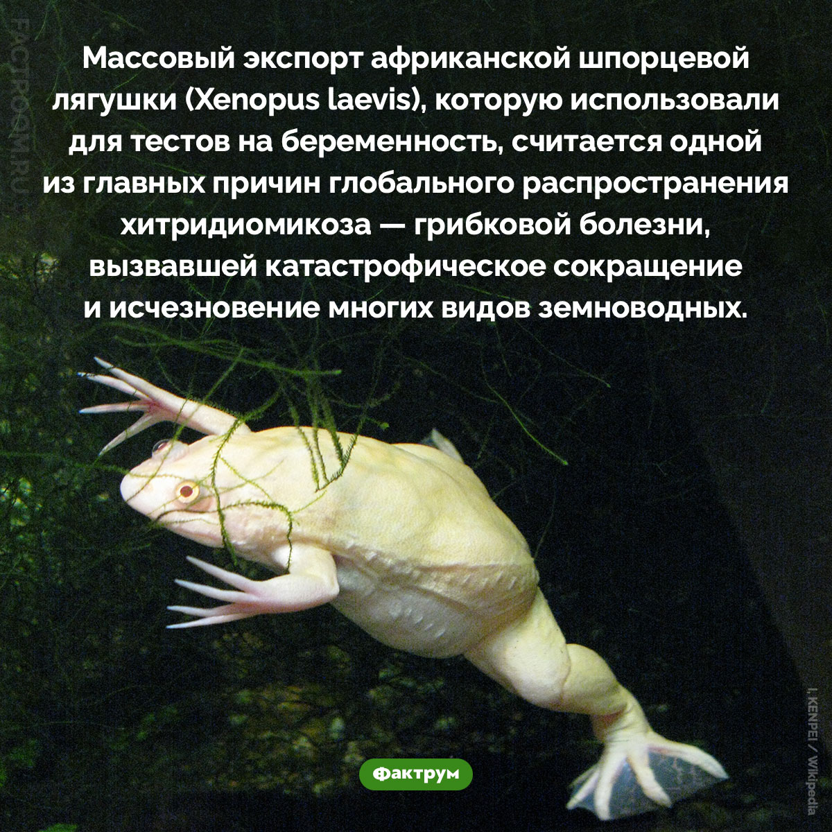 Как тесты на беременность едва не погубили земноводных. Массовый экспорт африканской шпорцевой лягушки (Xenopus laevis), которую использовали для тестов на беременность, считается одной из главных причин глобального распространения хитридиомикоза — грибковой болезни, вызвавшей катастрофическое сокращение и исчезновение многих видов земноводных.