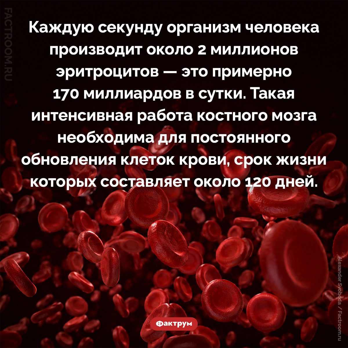 Каждую секунду ваш костный мозг производит 2 миллиона новых клеток крови. Каждую секунду организм человека производит около 2 миллионов эритроцитов — это примерно 170 миллиардов в сутки. Такая интенсивная работа костного мозга необходима для постоянного обновления клеток крови, срок жизни которых составляет около 120 дней.