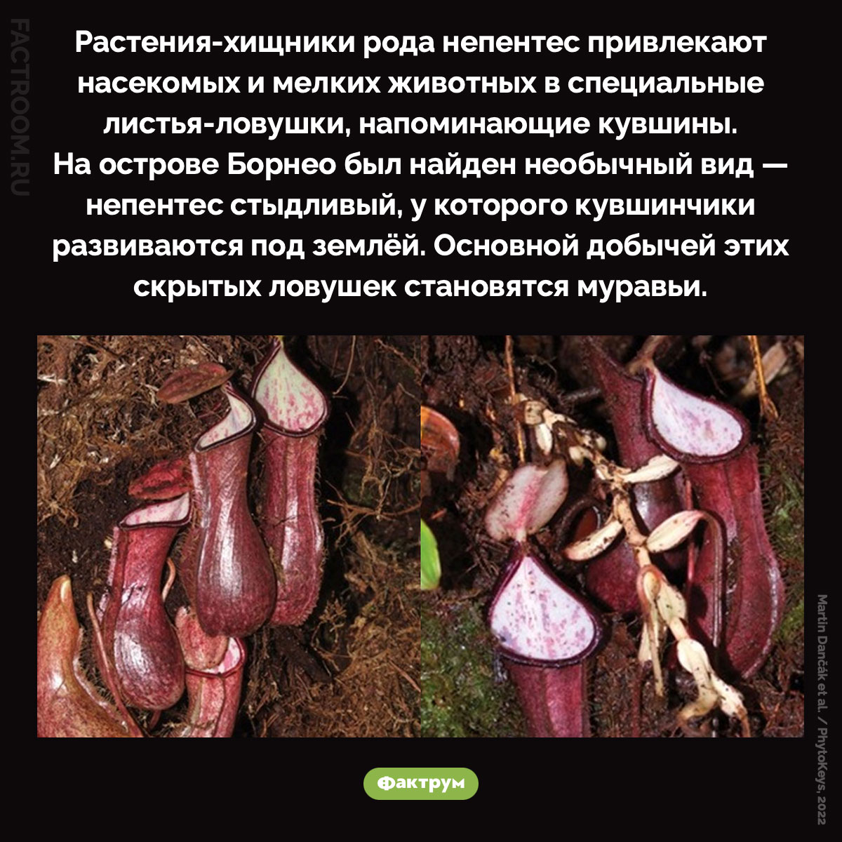 Непентес стыдливый. Растения-хищники рода непентес привлекают насекомых и мелких животных в специальные листья-ловушки, напоминающие кувшины. На острове Борнео был найден необычный вид — непентес стыдливый, у которого кувшинчики развиваются под землёй. Основной добычей этих скрытых ловушек становятся муравьи.