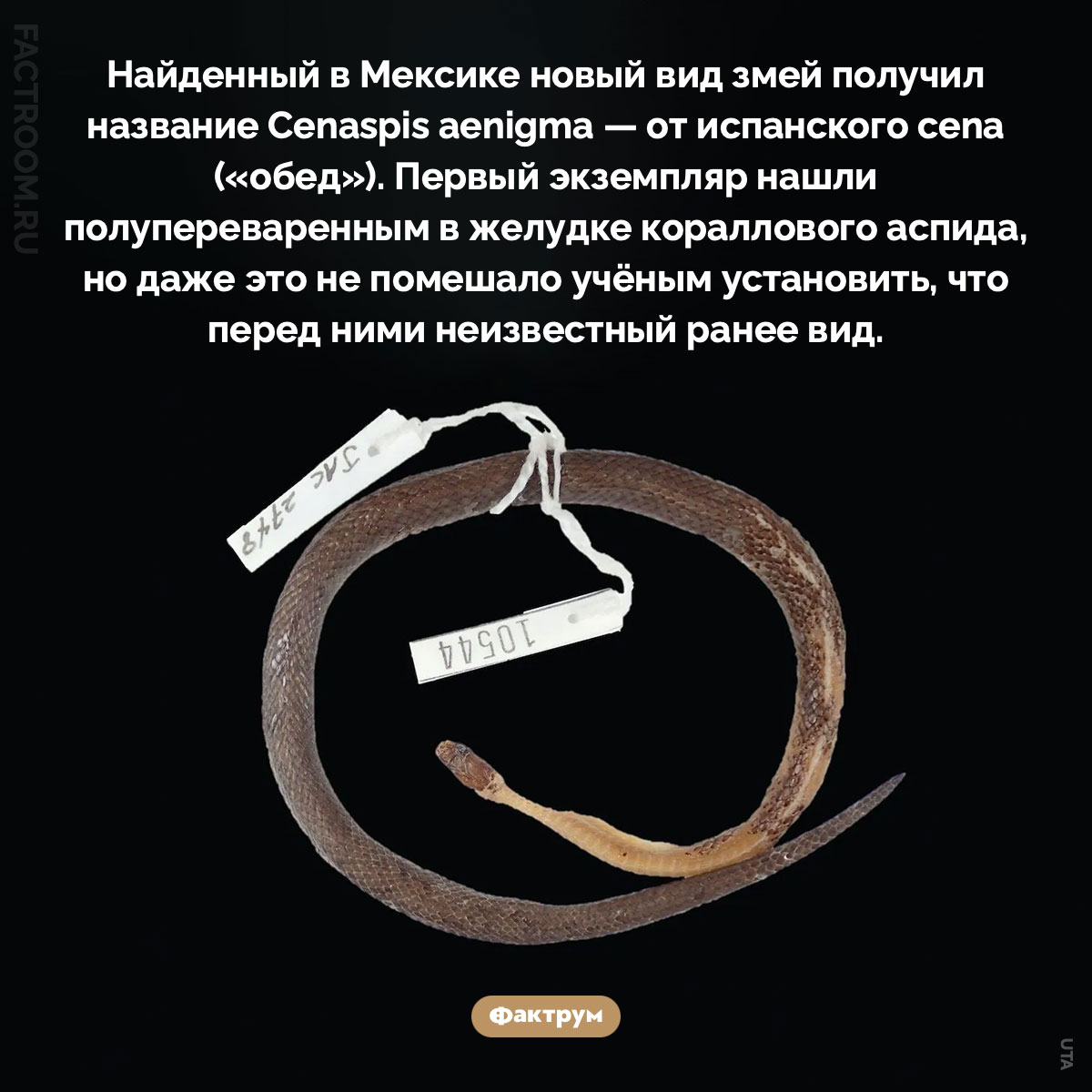 Новый вид в желудке. Найденный в Мексике новый вид змей получил название Cenaspis aenigma — от испанского cena («обед»). Первый экземпляр нашли полупереваренным в желудке кораллового аспида, но даже это не помешало учёным установить, что перед ними неизвестный ранее вид.