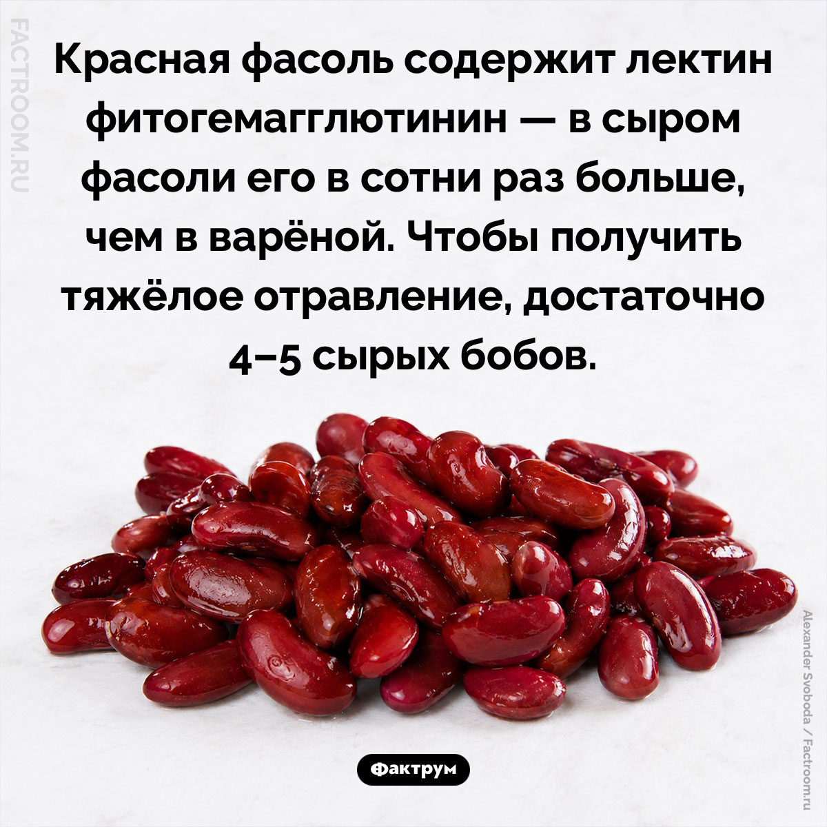 Опасность красной фасоли. Красная фасоль содержит лектин фитогемагглютинин — в сыром фасоли его в сотни раз больше, чем в варёной. Чтобы получить тяжёлое отравление, достаточно 4–5 сырых бобов.