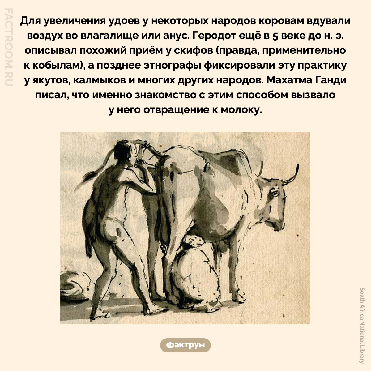 Зачем коровам вдувают воздух. Для увеличения удоев у некоторых народов коровам вдували воздух во влагалище или анус. Геродот ещё в V веке до н. э. описывал похожий приём у скифов (правда, применительно к кобылам), а позднее этнографы фиксировали эту практику у якутов, калмыков и многих других народов. Махатма Ганди писал, что именно знакомство с этим способом вызвало у него отвращение к молоку.