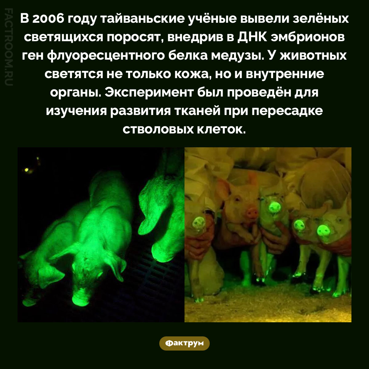 Зелёные светящиеся поросята. В 2006 году тайваньские учёные вывели зелёных светящихся поросят, внедрив в ДНК эмбрионов ген флуоресцентного белка медузы. У животных светятся не только кожа, но и внутренние органы. Эксперимент был проведён для изучения развития тканей при пересадке стволовых клеток.