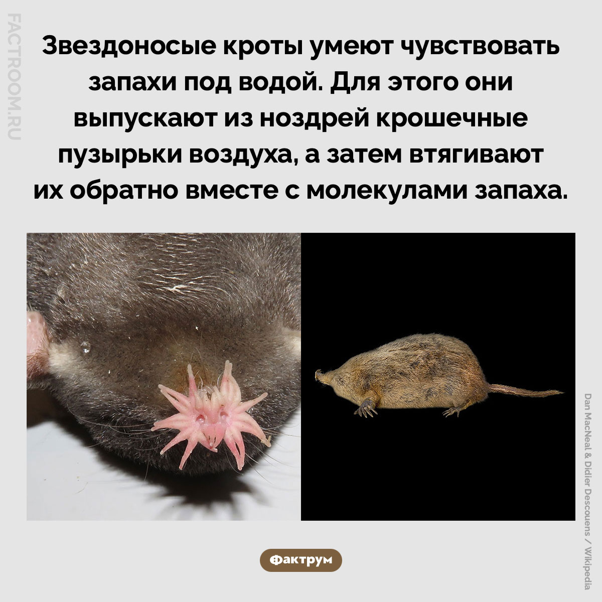 Звездоносы чувствуют запахи под водой. Звездоносые кроты умеют чувствовать запахи под водой. Для этого они выпускают из ноздрей крошечные пузырьки воздуха, а затем втягивают их обратно вместе с молекулами запаха.