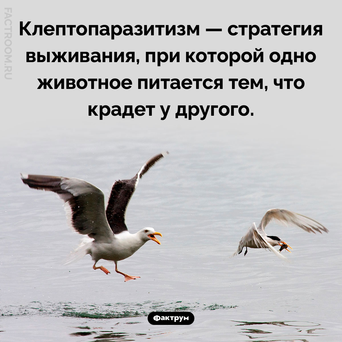 Что такое клептопаразитизм. Клептопаразитизм — стратегия выживания, при которой одно животное питается тем, что крадет у другого.