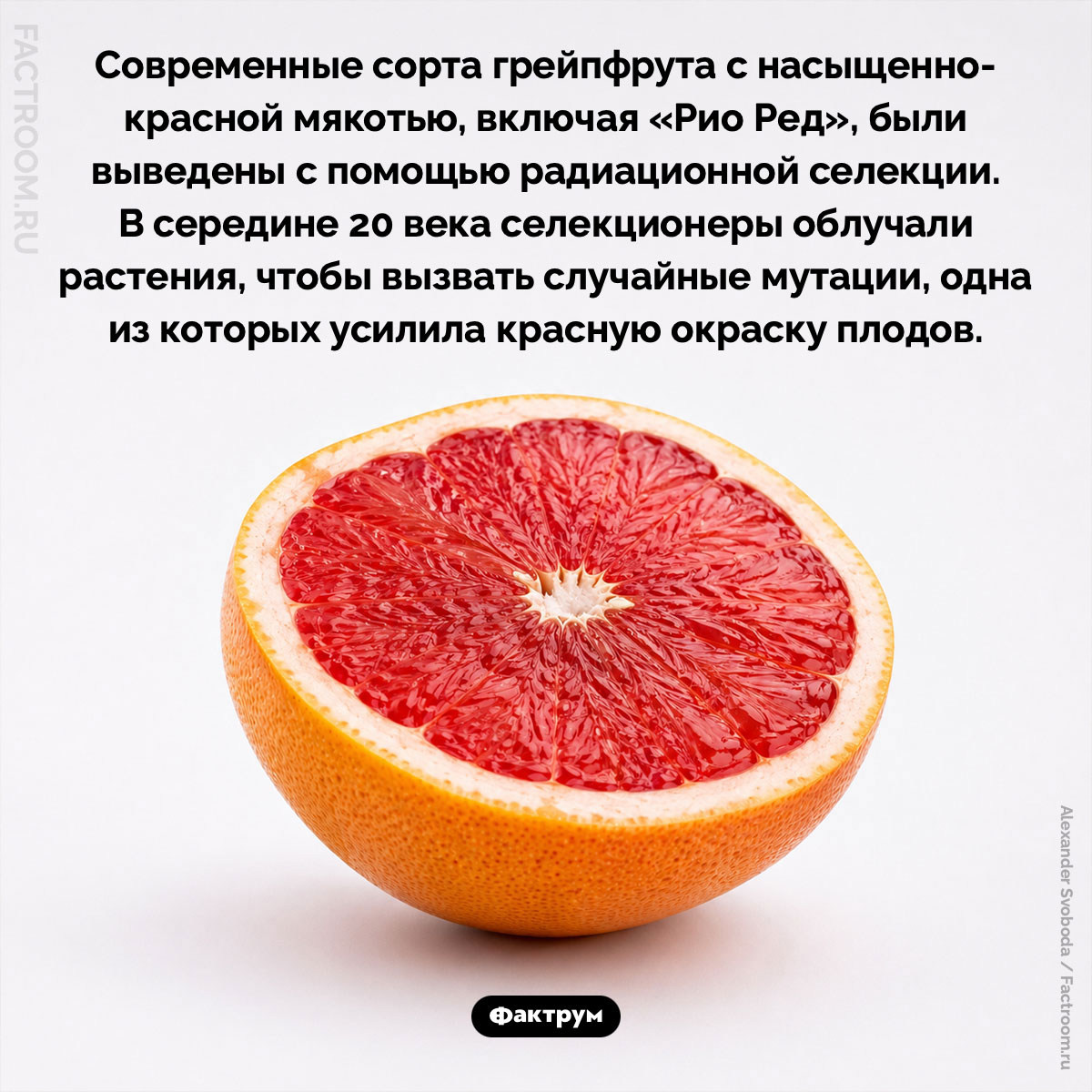 Как радиация помогла вывести самые красные сорта грейпфрута. Современные сорта грейпфрута с насыщенно-красной мякотью, включая «Рио Ред», были выведены с помощью радиационной селекции. В середине 20 века селекционеры облучали растения, чтобы вызвать случайные мутации, одна из которых усилила красную окраску плодов.