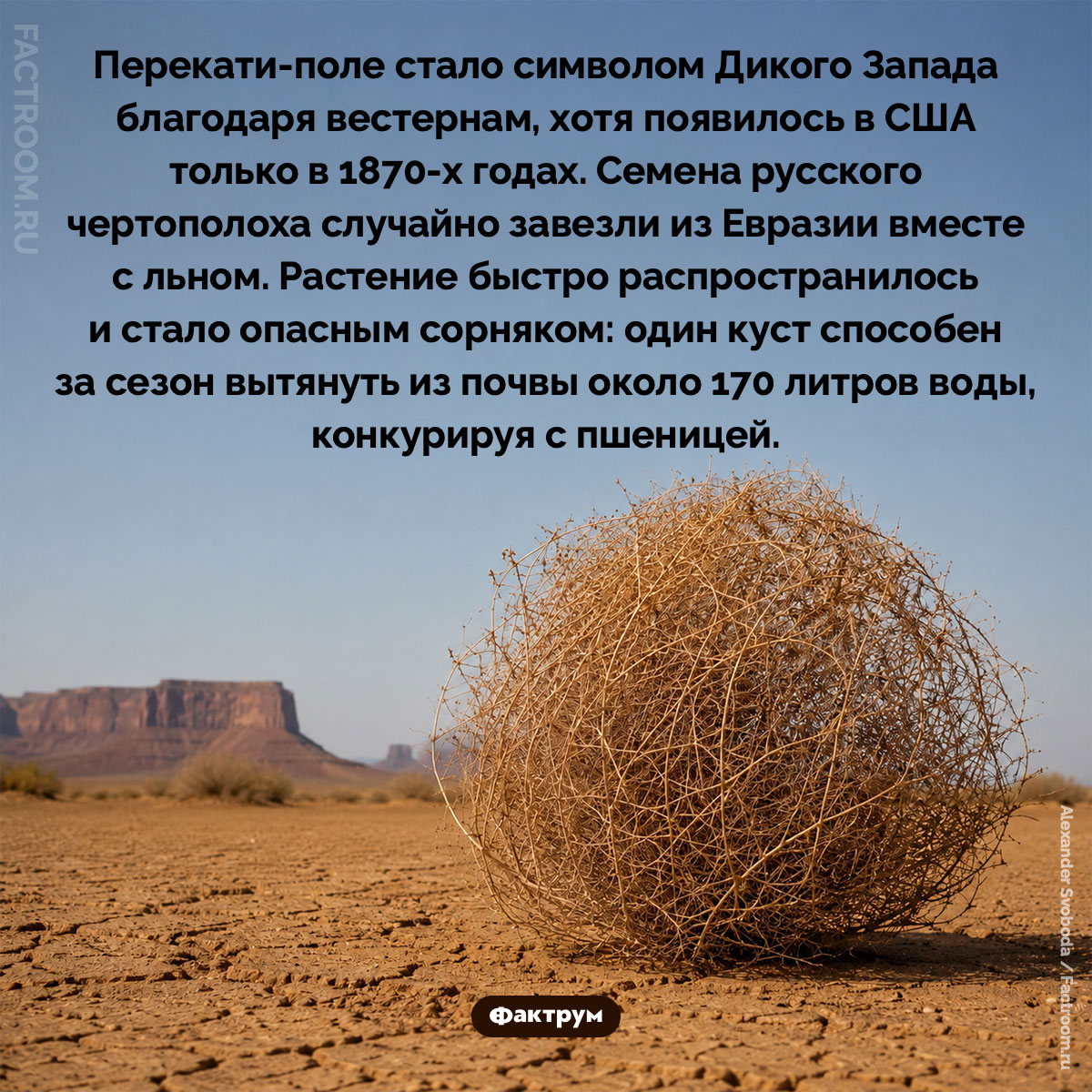 Как русский чертополох уже 150 лет иссушает американскую почву. Перекати-поле стало символом Дикого Запада благодаря вестернам, хотя появилось в США только в 1870-х годах. Семена русского чертополоха случайно завезли из Евразии вместе с льном. Растение быстро распространилось и стало опасным сорняком: один куст способен за сезон вытянуть из почвы около 170 литров воды, конкурируя с пшеницей.