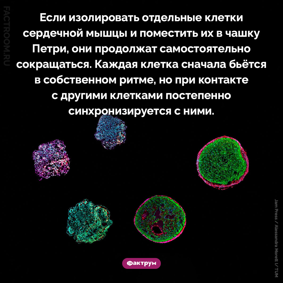 Клетки сердечной мышцы. Если изолировать отдельные клетки сердечной мышцы и поместить их в чашку Петри, они продолжат самостоятельно сокращаться. Каждая клетка сначала бьётся в собственном ритме, но при контакте с другими клетками постепенно синхронизируется с ними.