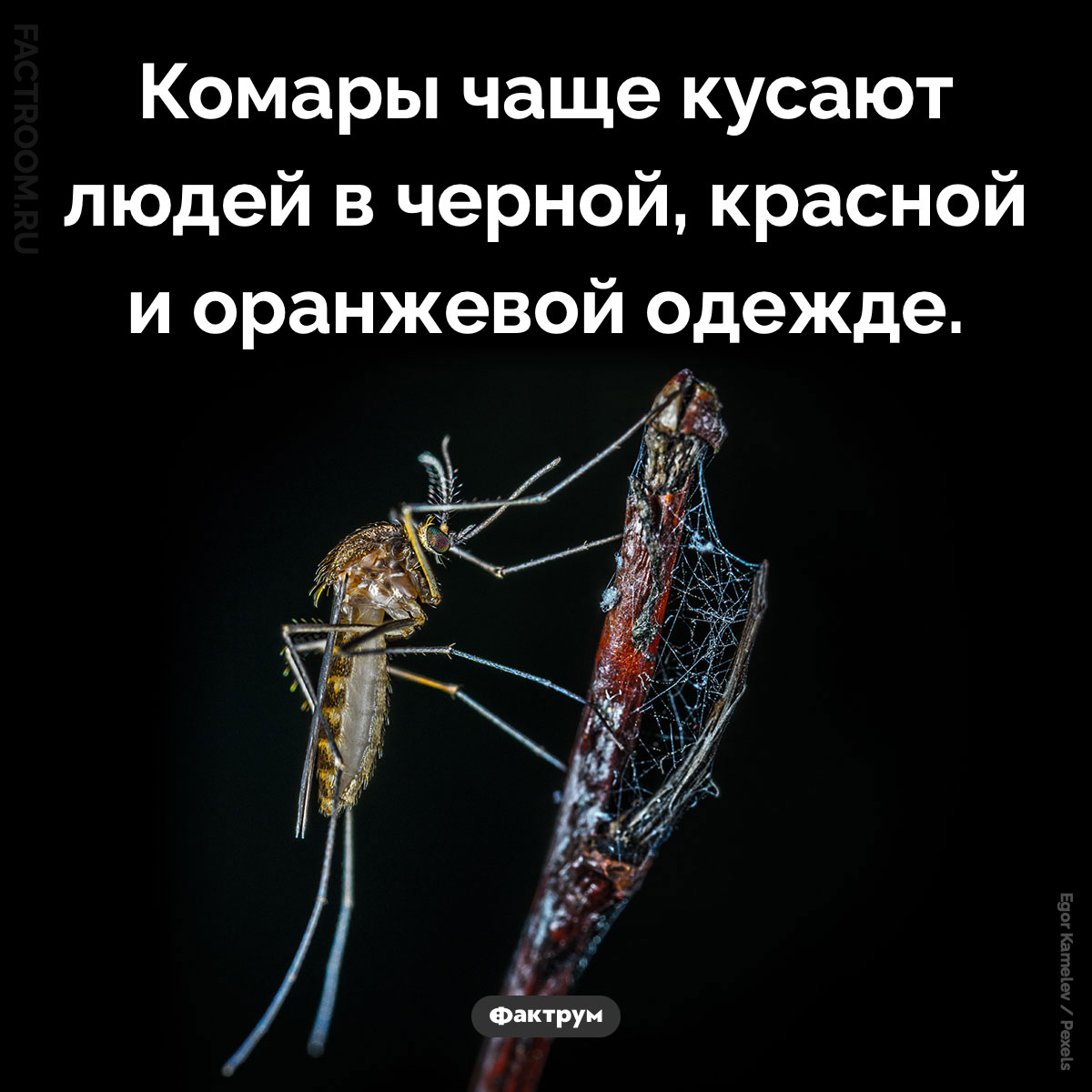 Кого не кусают комары. Комары чаще кусают людей в черной, красной и оранжевой одежде.