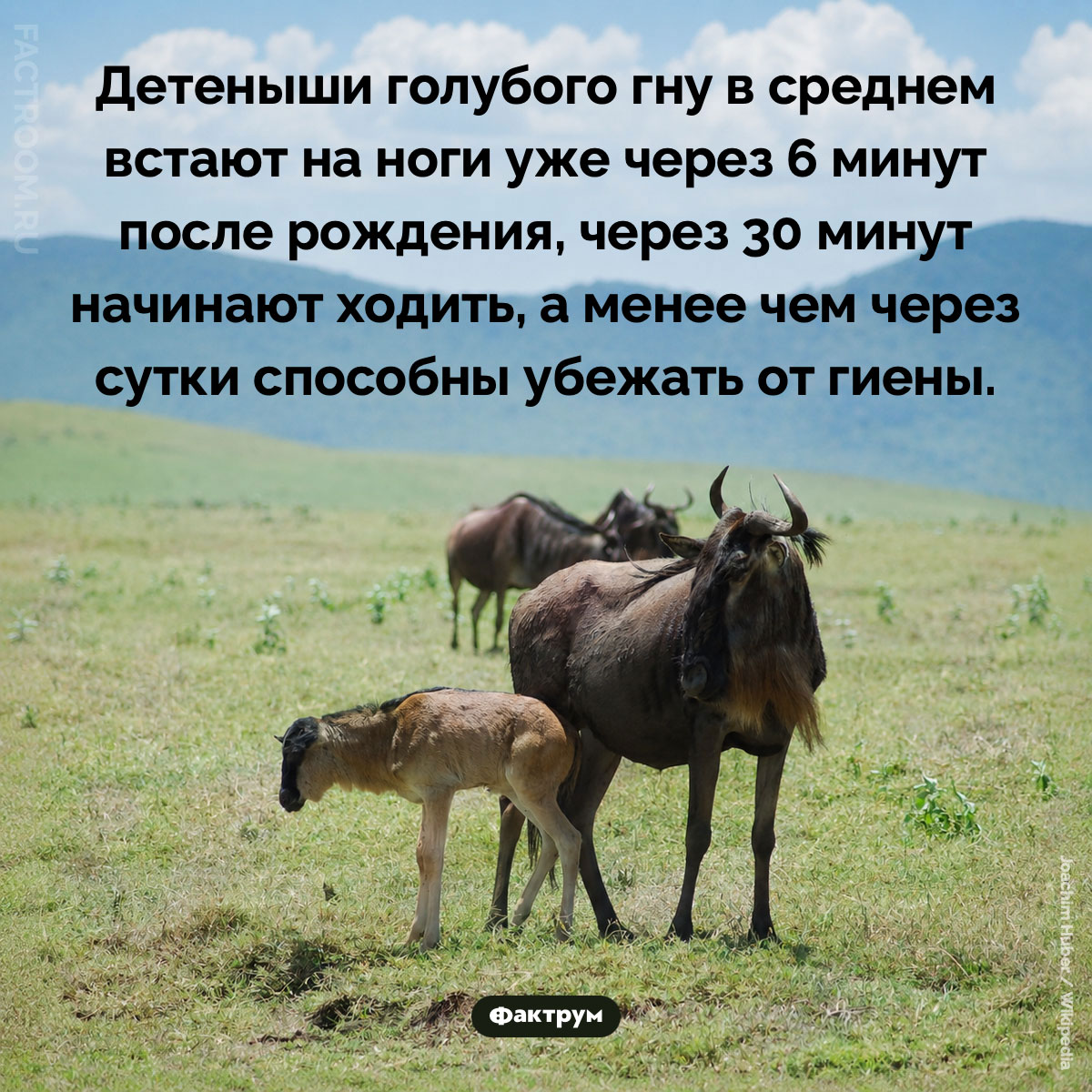 Новорожденные гну начинают бегать уже через несколько минут после рождения. Детеныши голубого гну в среднем встают на ноги уже через 6 минут после рождения, через 30 минут начинают ходить, а менее чем через сутки способны убежать от гиены.