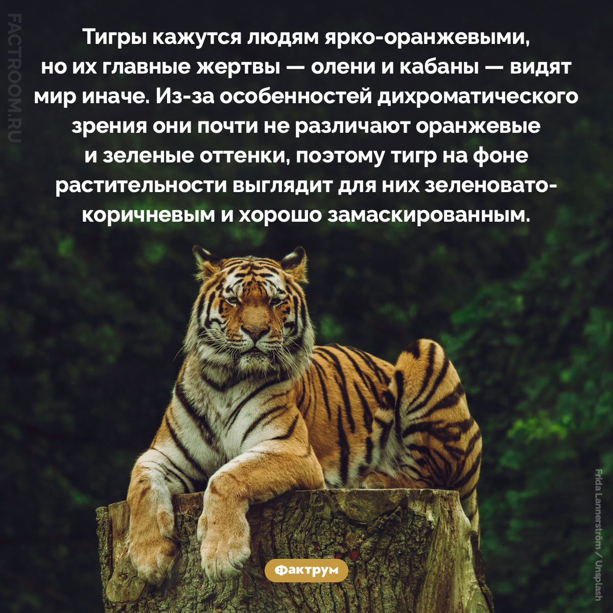 Оранжевый камуфляж. Тигры кажутся людям ярко-оранжевыми, но их главные жертвы — олени и кабаны — видят мир иначе. Из-за особенностей дихроматического зрения они почти не различают оранжевые и зеленые оттенки, поэтому тигр на фоне растительности выглядит для них зеленовато-коричневым и хорошо замаскированным.