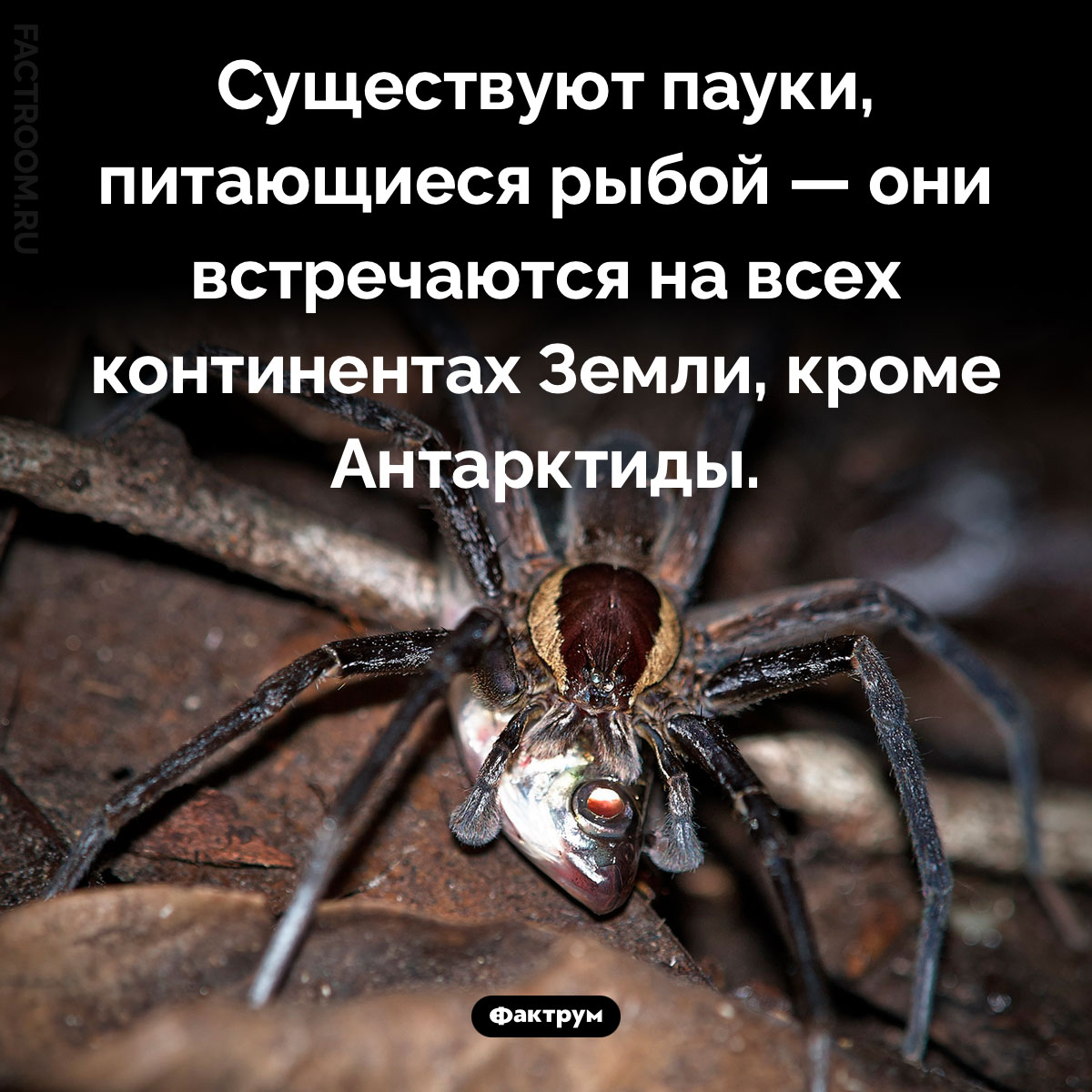 Пауки-рыболовы. Существуют пауки, питающиеся рыбой — они встречаются на всех континентах Земли, кроме Антарктиды.