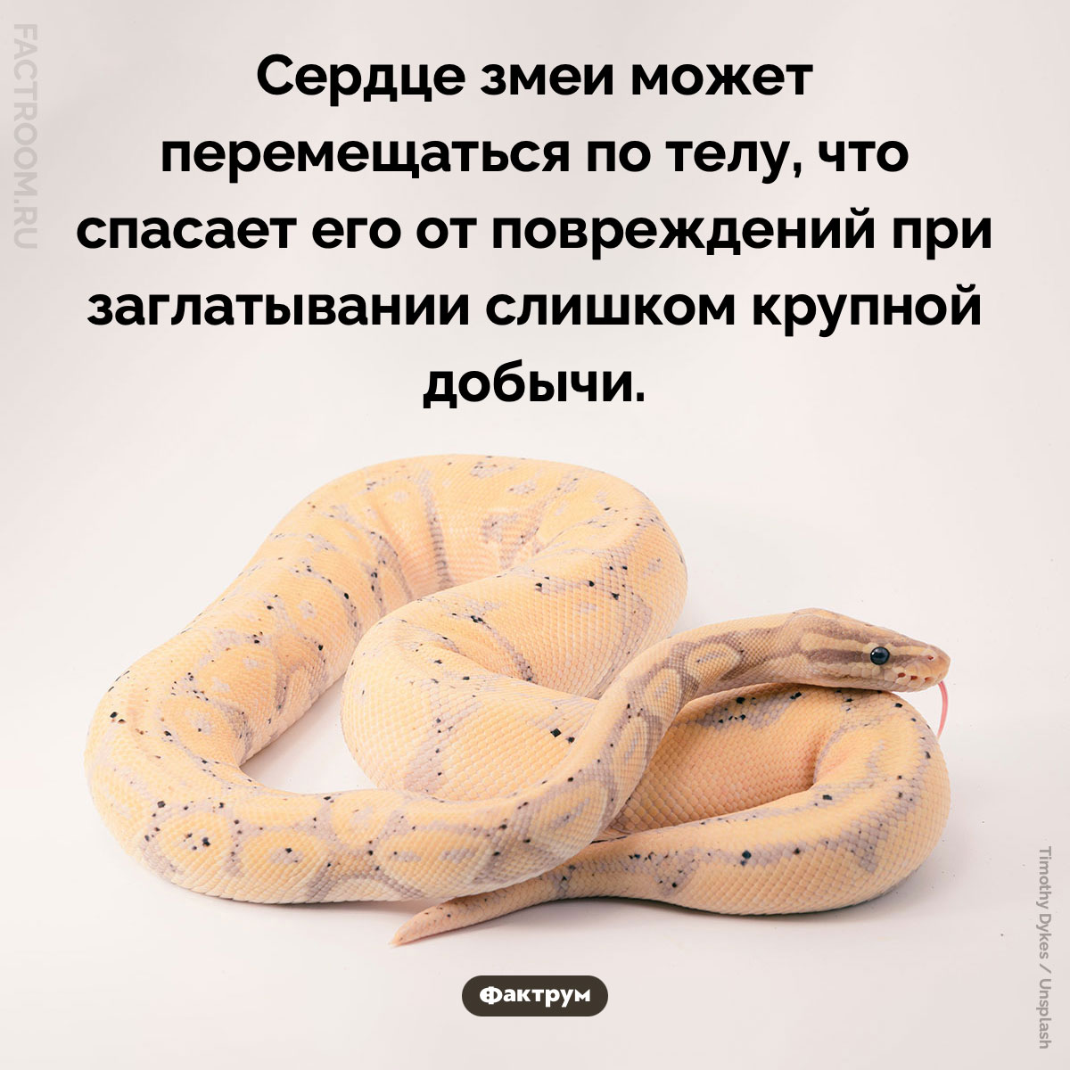 Передвижное сердце змеи. Сердце змеи может перемещаться по телу, что спасает его от повреждений при заглатывании слишком крупной добычи.