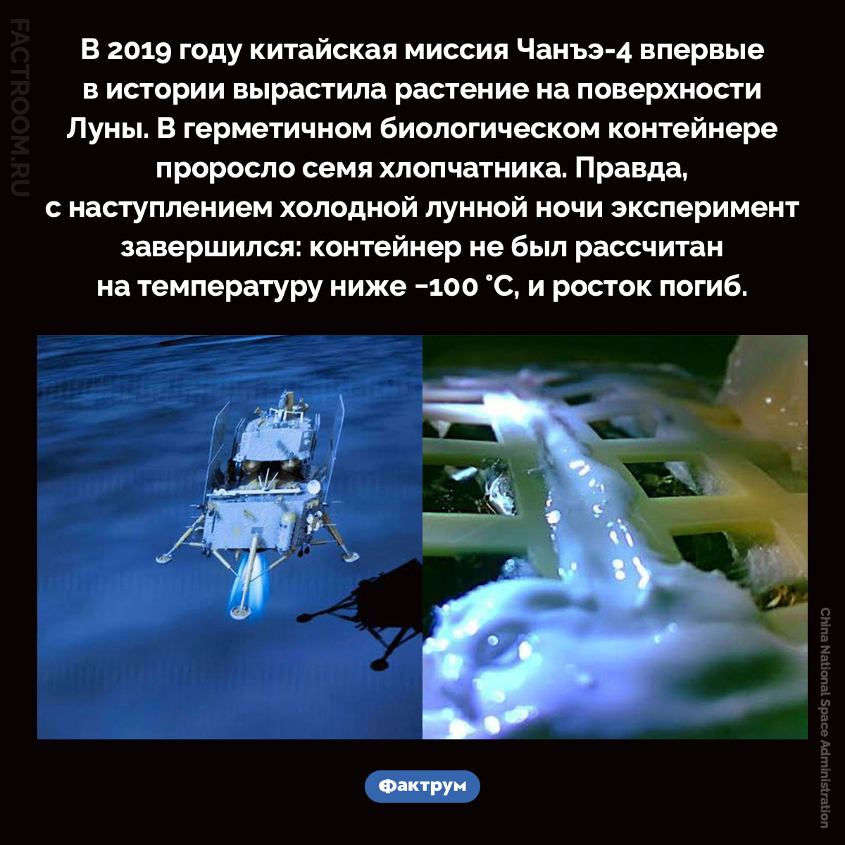 Первое растение на Луне. В 2019 году китайская миссия Chang’e-4 впервые в истории вырастила растение на поверхности Луны. В герметичном биологическом контейнере проросло семя хлопчатника. Правда, с наступлением холодной лунной ночи эксперимент завершился: контейнер не был рассчитан на температуру ниже −100 °C, и росток погиб.