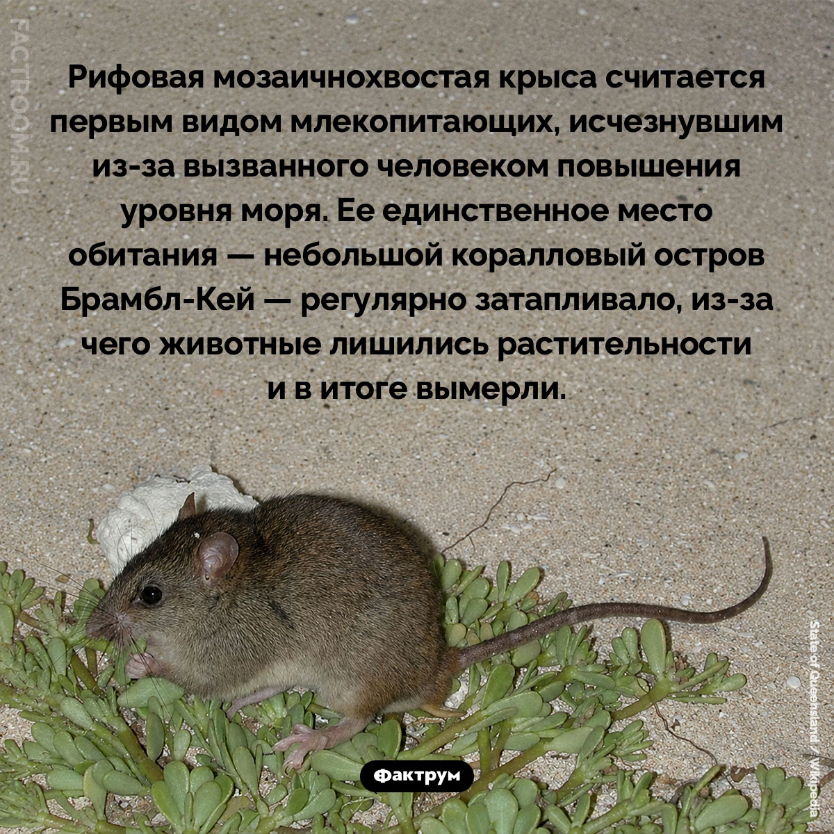 Рифовая мозаичнохвостая крыса. Рифовая мозаичнохвостая крыса считается первым видом млекопитающих, исчезнувшим из-за вызванного человеком повышения уровня моря. Ее единственное место обитания — небольшой коралловый остров Брамбл-Кей — регулярно затапливало, из-за чего животные лишились растительности и в итоге вымерли.