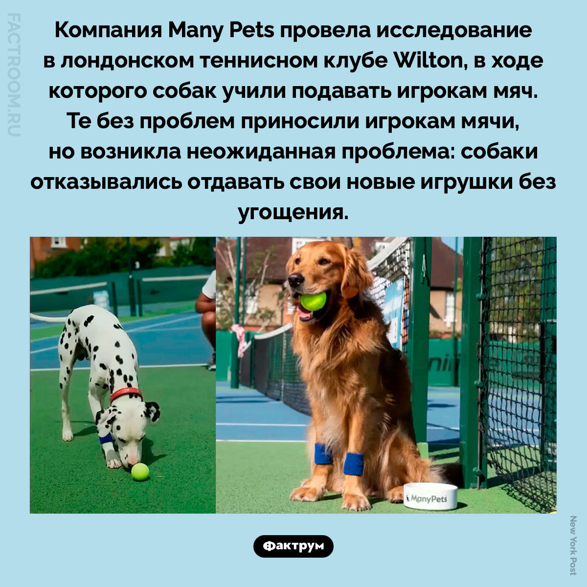 Собаки и теннис. Компания Many Pets провела исследование в лондонском теннисном клубе Wilton, в ходе которого собак учили подавать игрокам мяч. Те без проблем приносили игрокам мячи, но возникла неожиданная проблема: собаки отказывались отдавать свои новые игрушки без угощения.