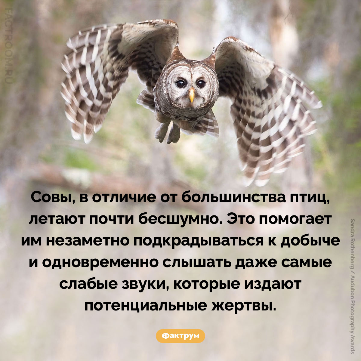Совы летают почти бесшумно. Совы, в отличие от большинства птиц, летают почти бесшумно. Это помогает им незаметно подкрадываться к добыче и одновременно слышать даже самые слабые звуки, которые издают потенциальные жертвы.