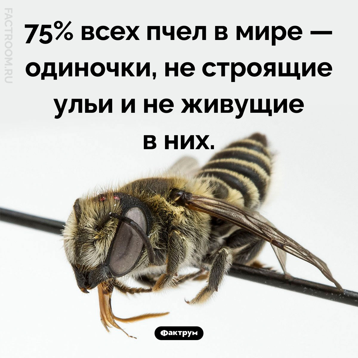 Все ли пчелы строят ульи. 75% всех пчел в мире — одиночки, не строящие ульи и не живущие в них.