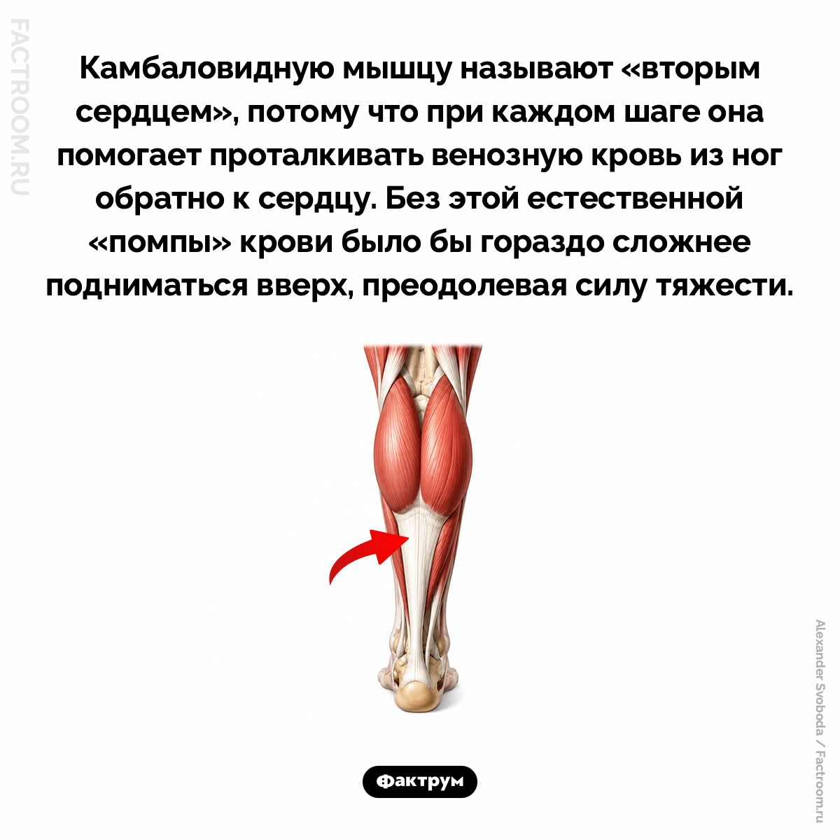«Второе сердце». Камбаловидную мышцу называют «вторым сердцем», потому что при каждом шаге она помогает проталкивать венозную кровь из ног обратно к сердцу. Без этой естественной «помпы» крови было бы гораздо сложнее подниматься вверх, преодолевая силу тяжести.