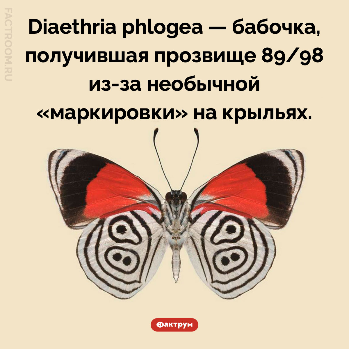Бабочка с&nbsp;цифрами на&nbsp;крыльях. Diaethria phlogea — бабочка, получившая прозвище 89/98 из-за необычной «маркировки» на крыльях.