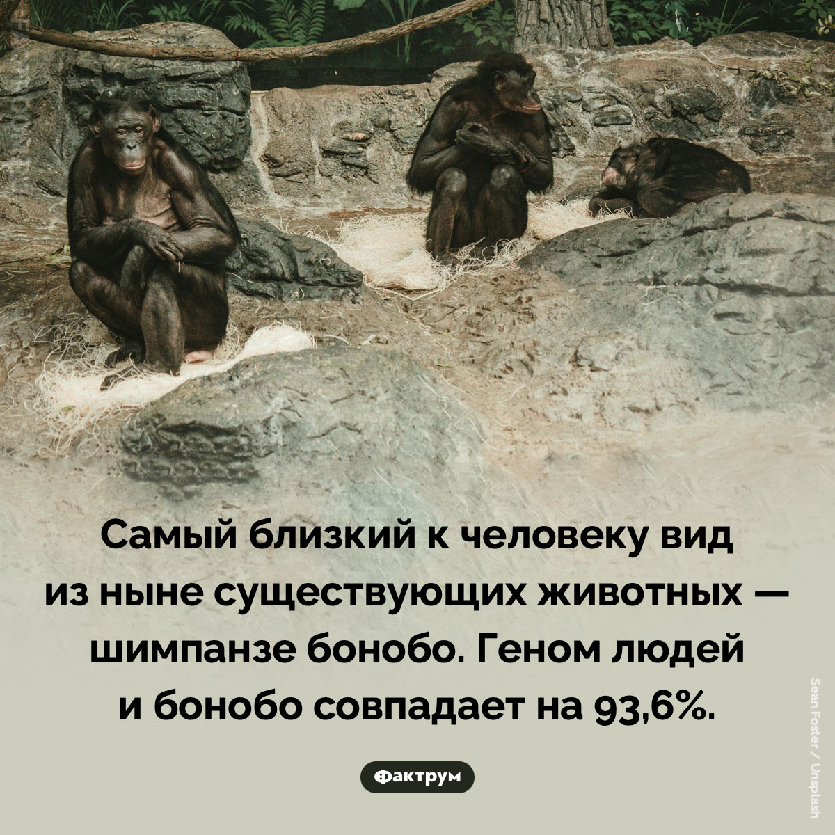 Какое животное ближе всего к&nbsp;человеку. Самый близкий к человеку вид из ныне существующих животных — шимпанзе бонобо. Геном людей и бонобо совпадает на 93,6%.