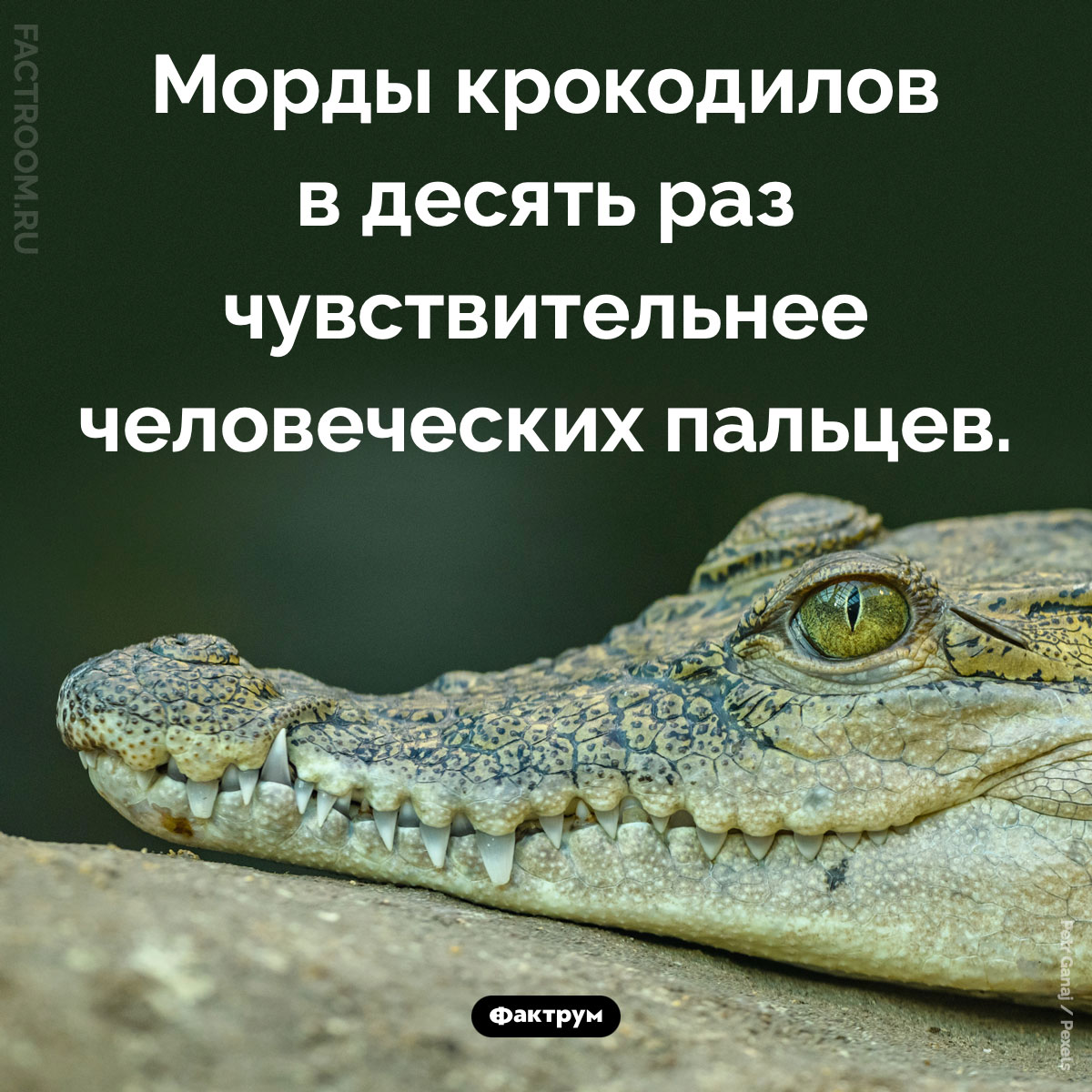 Что особенного в крокодильей морде. Морды крокодилов в десять раз чувствительнее человеческих пальцев.