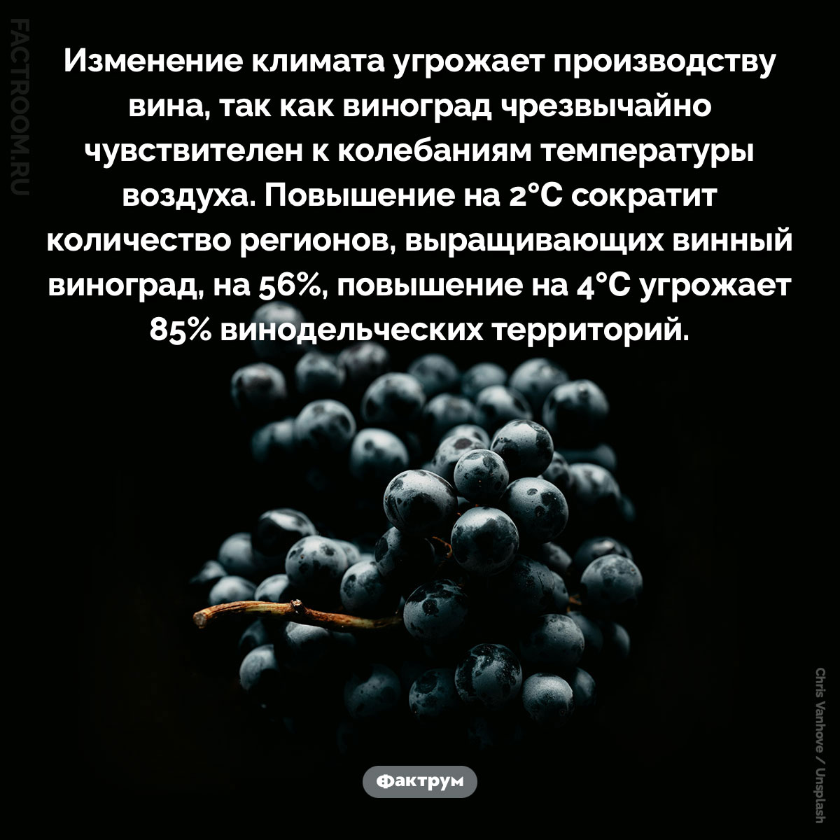 Глобальное потепление угрожает производству вина. Изменение климата угрожает производству вина, так как виноград чрезвычайно чувствителен к колебаниям температуры воздуха. Повышение на 2℃ сократит количество регионов, выращивающих винный виноград, на 56%, повышение на 4℃ угрожает 85% винодельческих территорий.