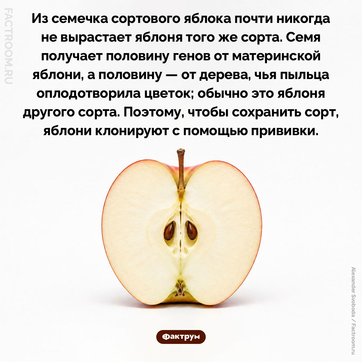Из семечка яблока почти никогда не вырастает яблоня того же сорта. Из семечка сортового яблока почти никогда не вырастает яблоня того же сорта. Семя получает половину генов от материнской яблони, а половину — от дерева, чья пыльца оплодотворила цветок; обычно это яблоня другого сорта. Поэтому, чтобы сохранить сорт, яблони клонируют с помощью прививки.