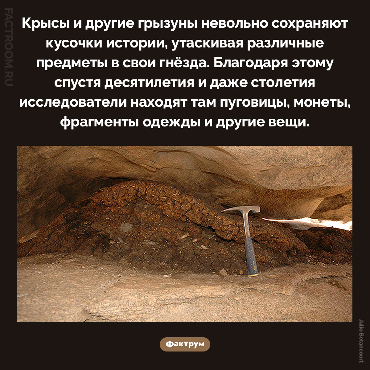 Как грызуны сохраняют кусочки истории. Крысы и другие грызуны невольно сохраняют кусочки истории, утаскивая различные предметы в свои гнёзда. Благодаря этому спустя десятилетия и даже столетия исследователи находят там пуговицы, монеты, фрагменты одежды и другие вещи.