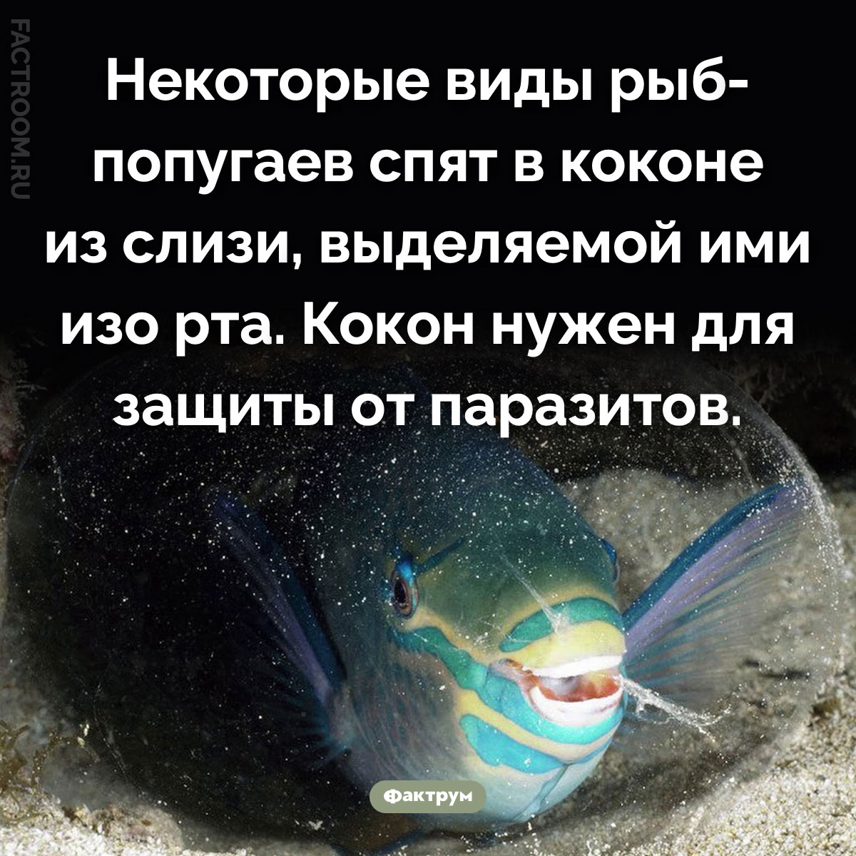 Кокон рыбы-попугая. Некоторые виды рыб-попугаев спят в коконе из слизи, выделяемой ими изо рта. Кокон нужен для защиты от паразитов.