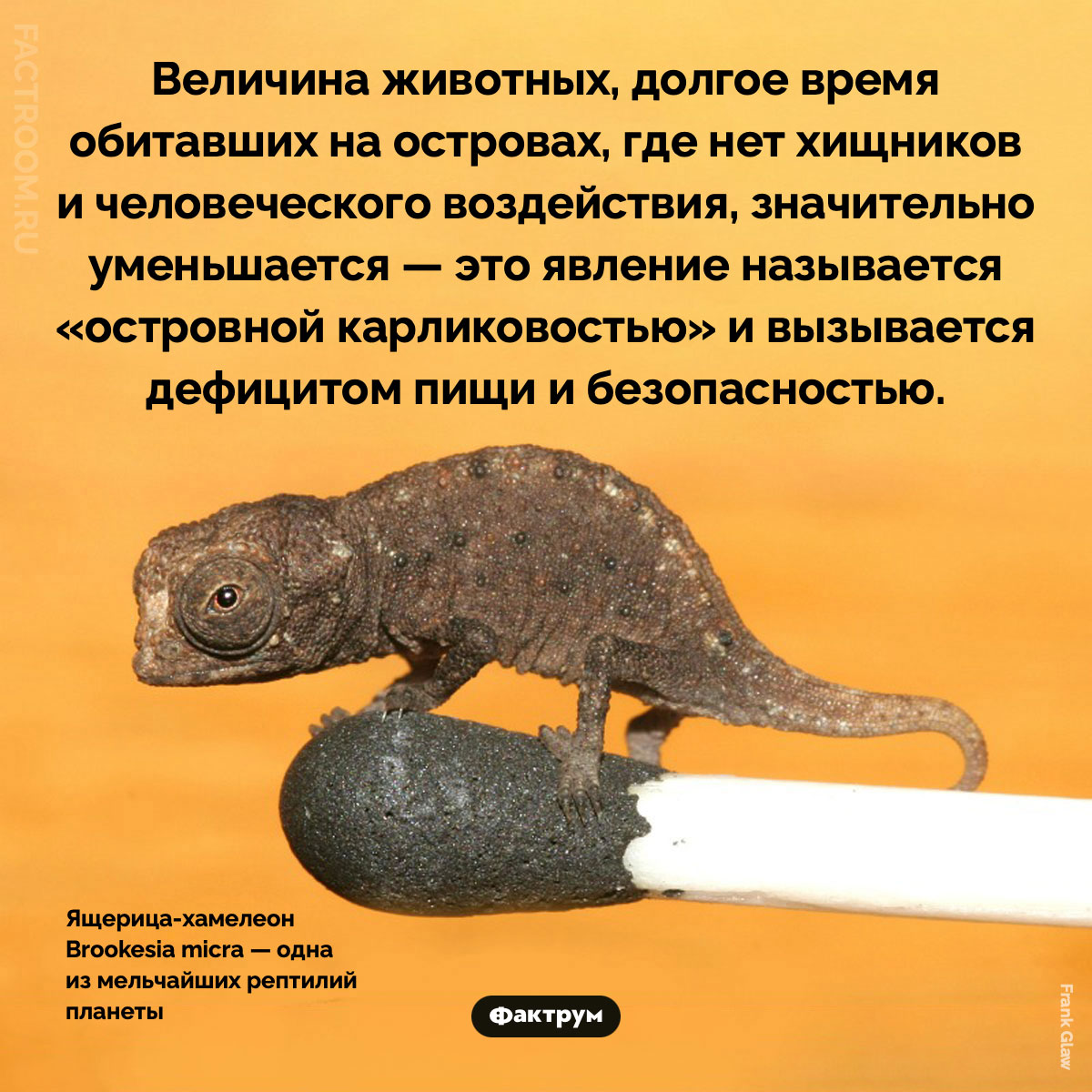 Что такое «островная карликовость». Величина животных, долгое время обитавших на островах, где нет хищников и человеческого воздействия, значительно уменьшается — это явление называется «островной карликовостью» и вызывается дефицитом пищи и безопасностью.