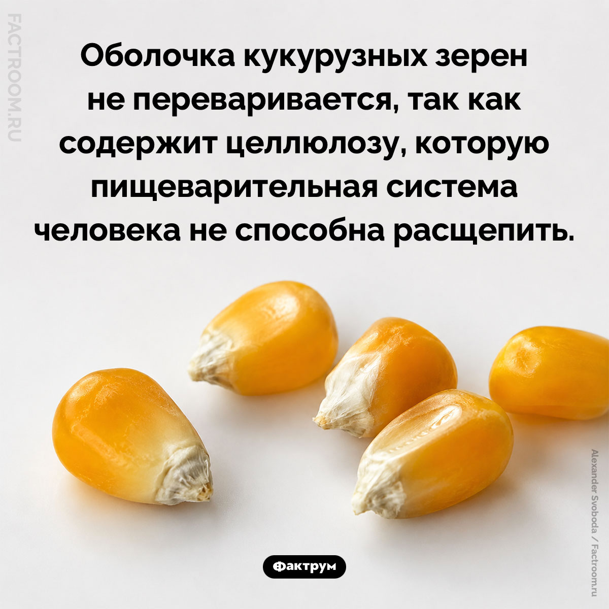 Почему оболочка кукурузных зерен не переваривается. Оболочка кукурузных зерен не переваривается, так как содержит целлюлозу, которую пищеварительная система человека не способна расщепить.