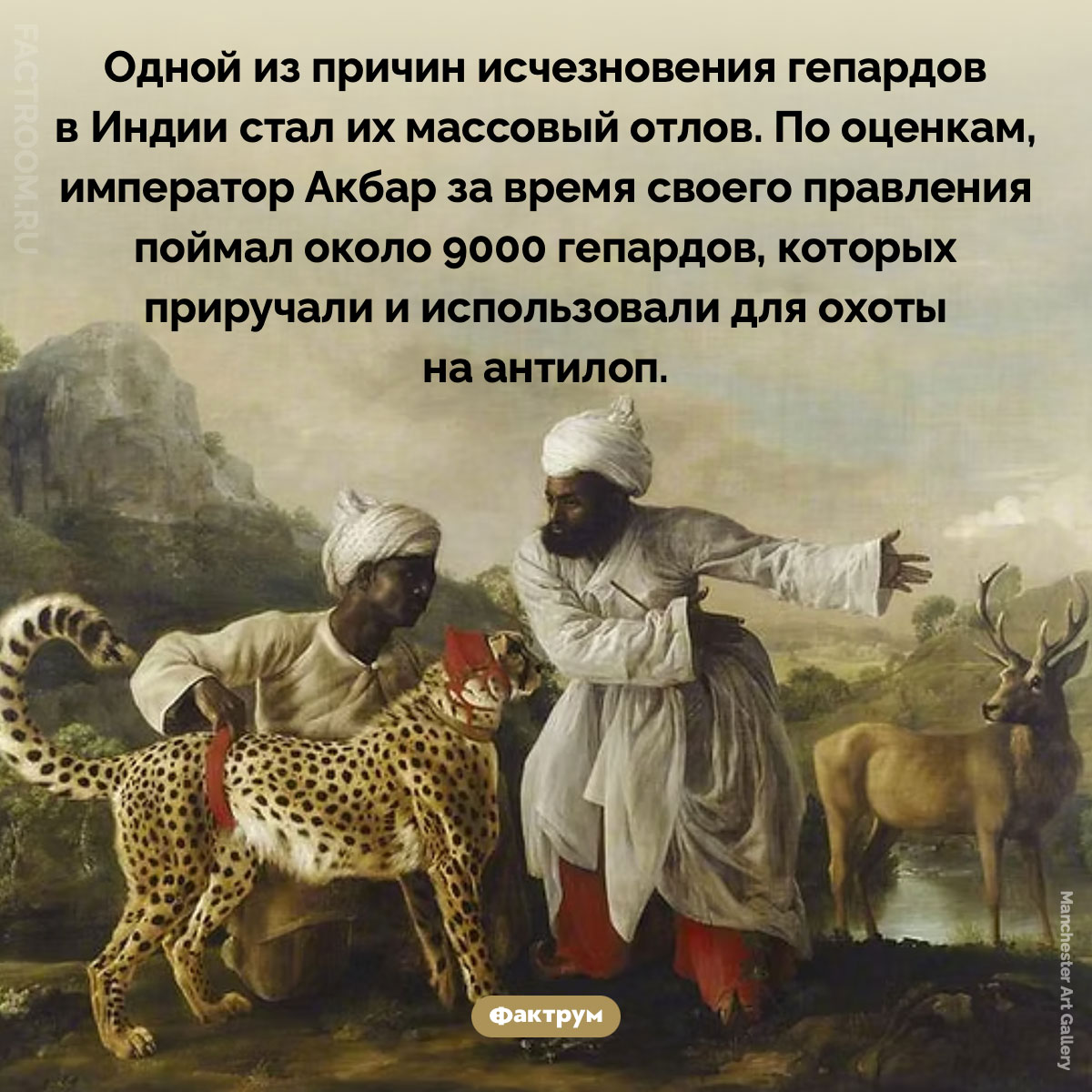  Причина исчезновения гепардов в Индии. Одной из причин исчезновения гепардов в Индии стал их массовый отлов. По оценкам, император Акбар за время своего правления поймал около 9000 гепардов, которых приручали и использовали для охоты на антилоп.