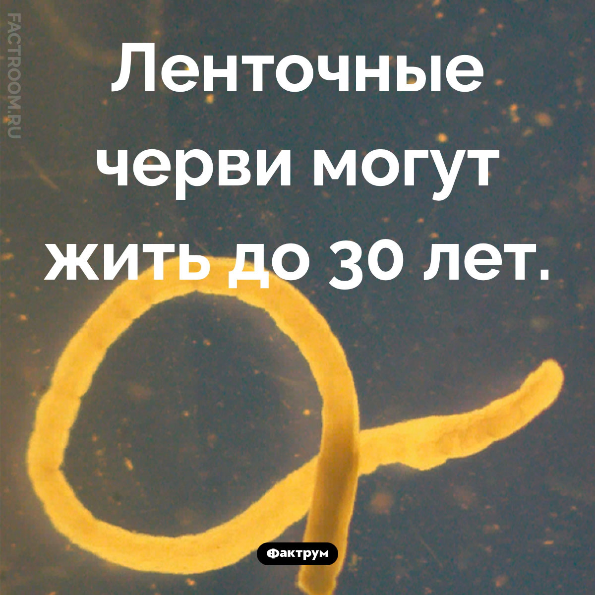 Продолжительность жизни ленточных червей. Ленточные черви могут жить до 30 лет.