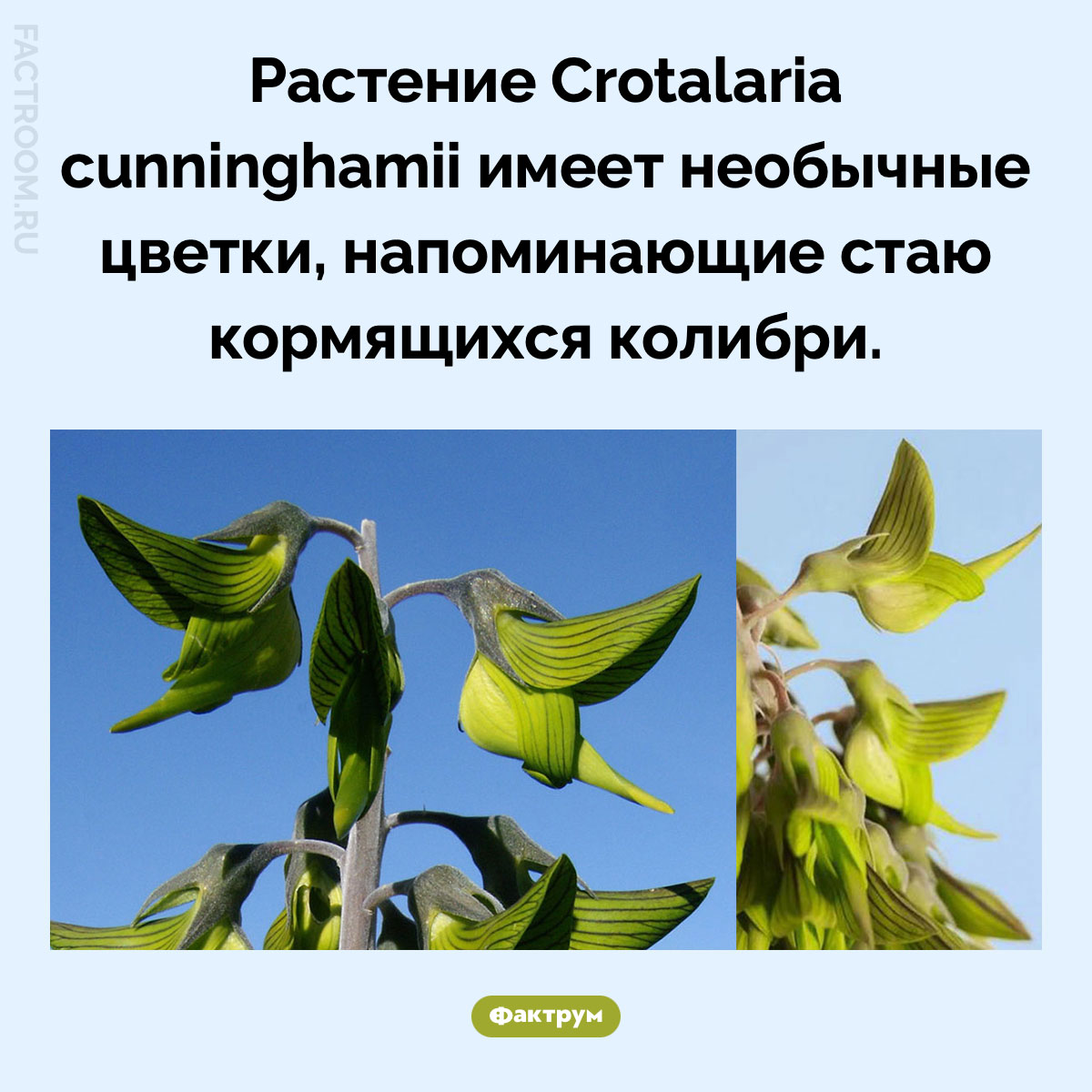 Растение, напоминающие стаю колибри. Растение Crotalaria cunninghamii имеет необычные цветки, напоминающие стаю кормящихся колибри.