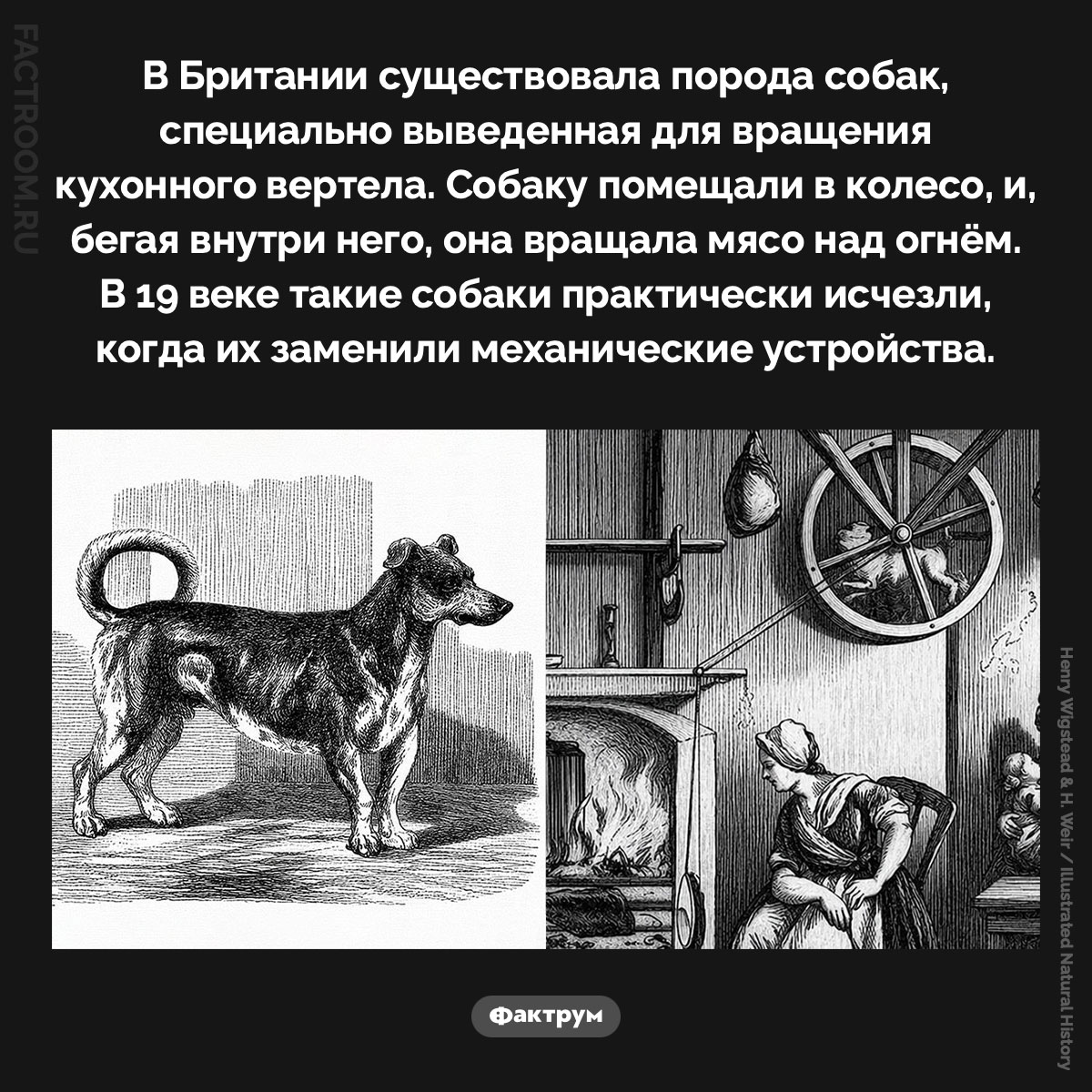 Собака для вращения кухонного вертела. В Британии существовала порода собак, специально выведенная для вращения кухонного вертела. Собаку помещали в колесо, и, бегая внутри него, она вращала мясо над огнём. В 19 веке такие собаки практически исчезли, когда их заменили механические устройства.