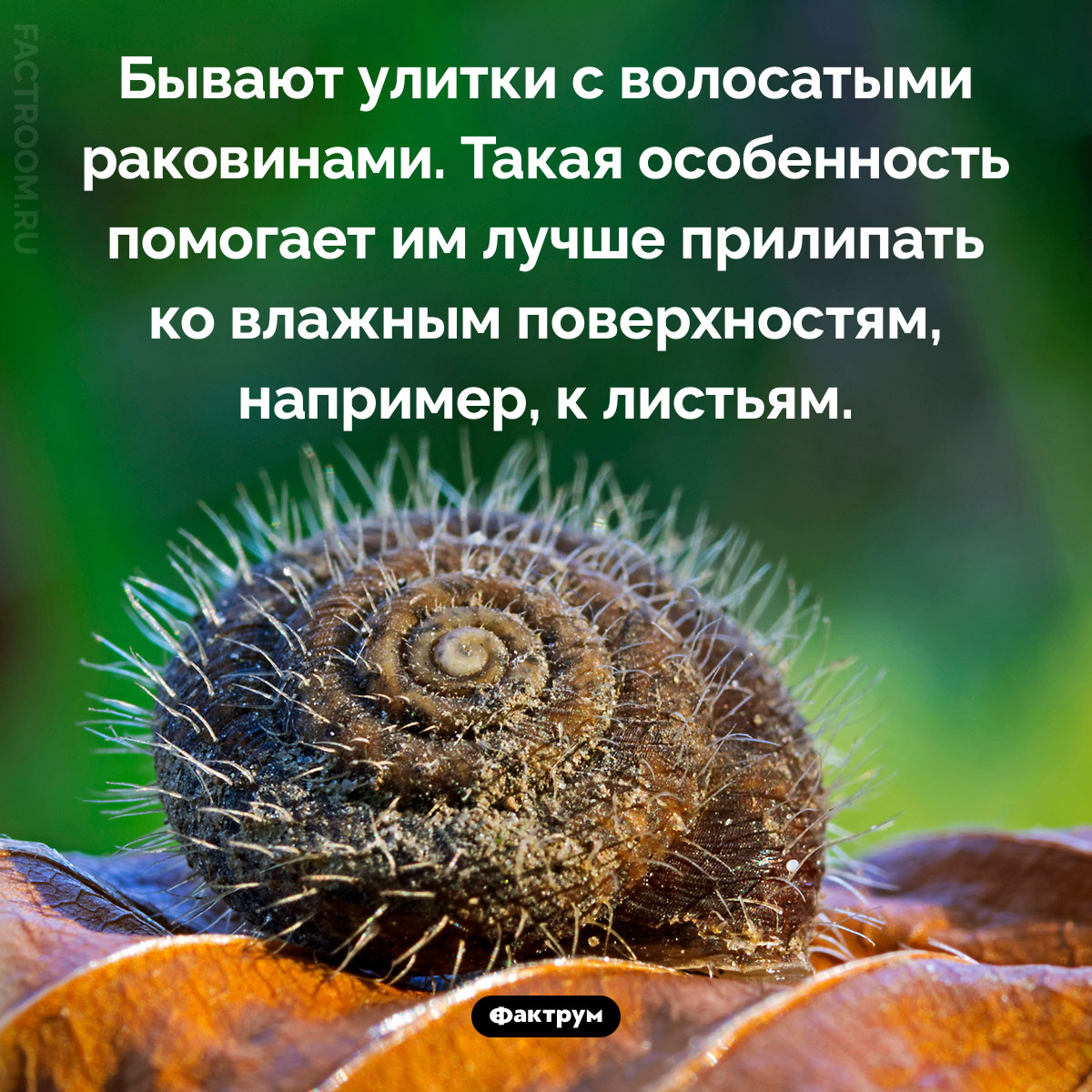 Улитки с волосатыми раковинами. Бывают улитки с волосатыми раковинами. Такая особенность помогает им лучше прилипать ко влажным поверхностям, например, к листьям.