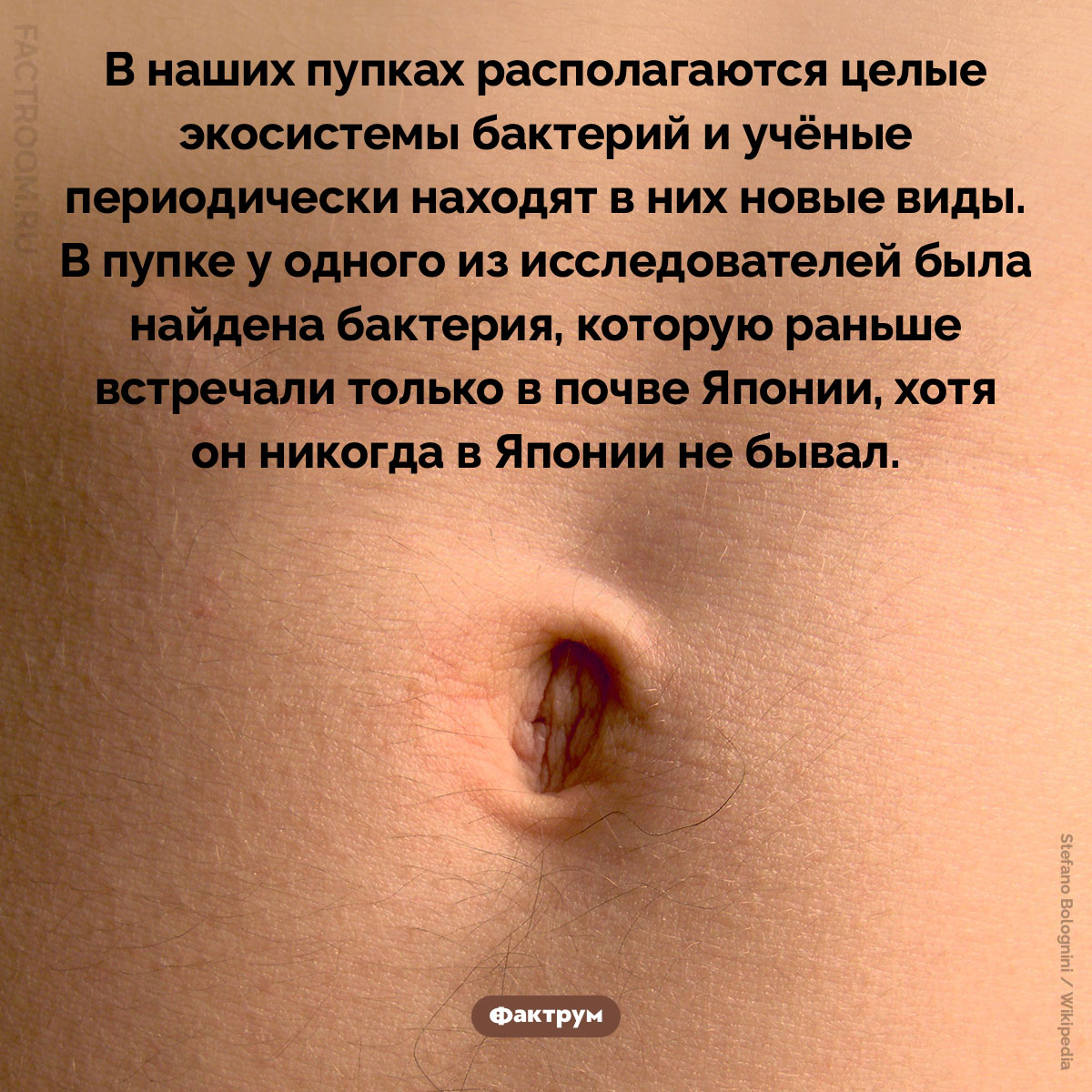 Питомники в&nbsp;наших пупках. В наших пупках располагаются целые экосистемы бактерий и учёные периодически находят в них новые виды. В пупке у одного из исследователей была найдена бактерия, которую раньше встречали только в почве Японии, хотя он никогда в Японии не бывал.