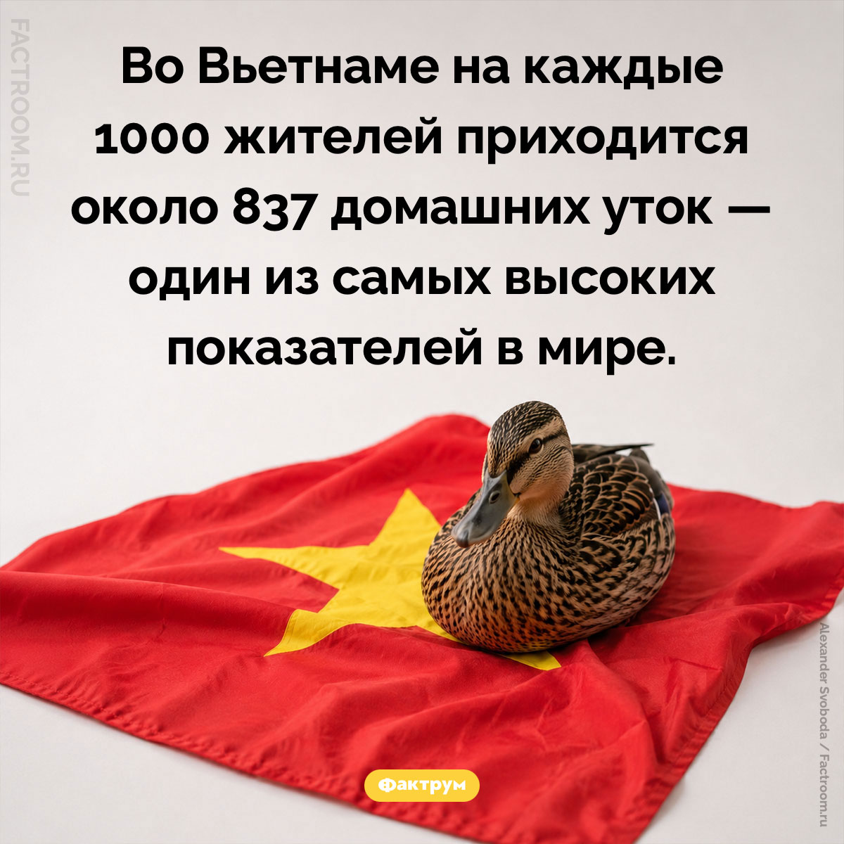 Вьетнамские утки. Во Вьетнаме на каждые 1000 жителей приходится около 837 домашних уток — один из самых высоких показателей в мире.