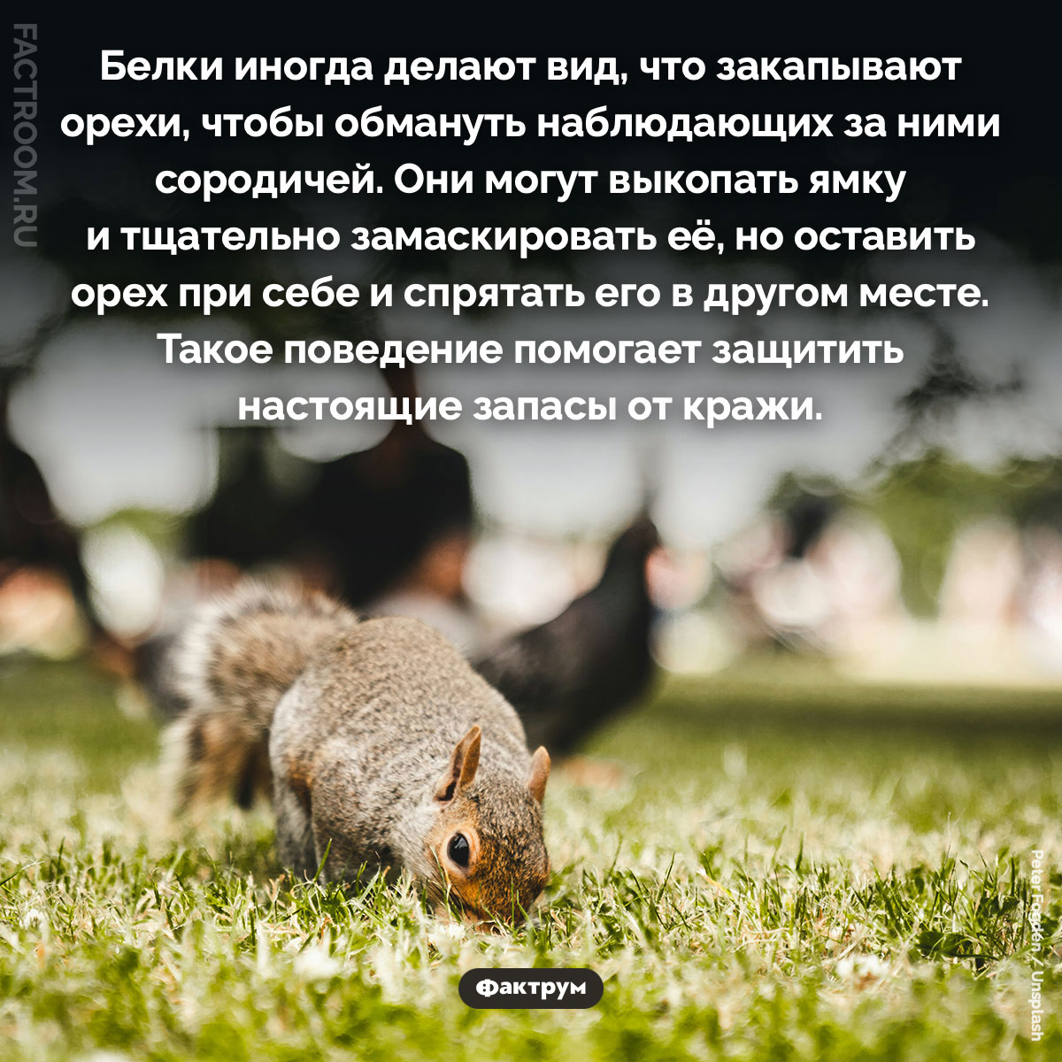 Зачем белки создают ложные тайники с орехами. Белки иногда делают вид, что закапывают орехи, чтобы обмануть наблюдающих за ними сородичей. Они могут выкопать ямку и тщательно замаскировать её, но оставить орех при себе и спрятать его в другом месте. Такое поведение помогает защитить настоящие запасы от кражи.