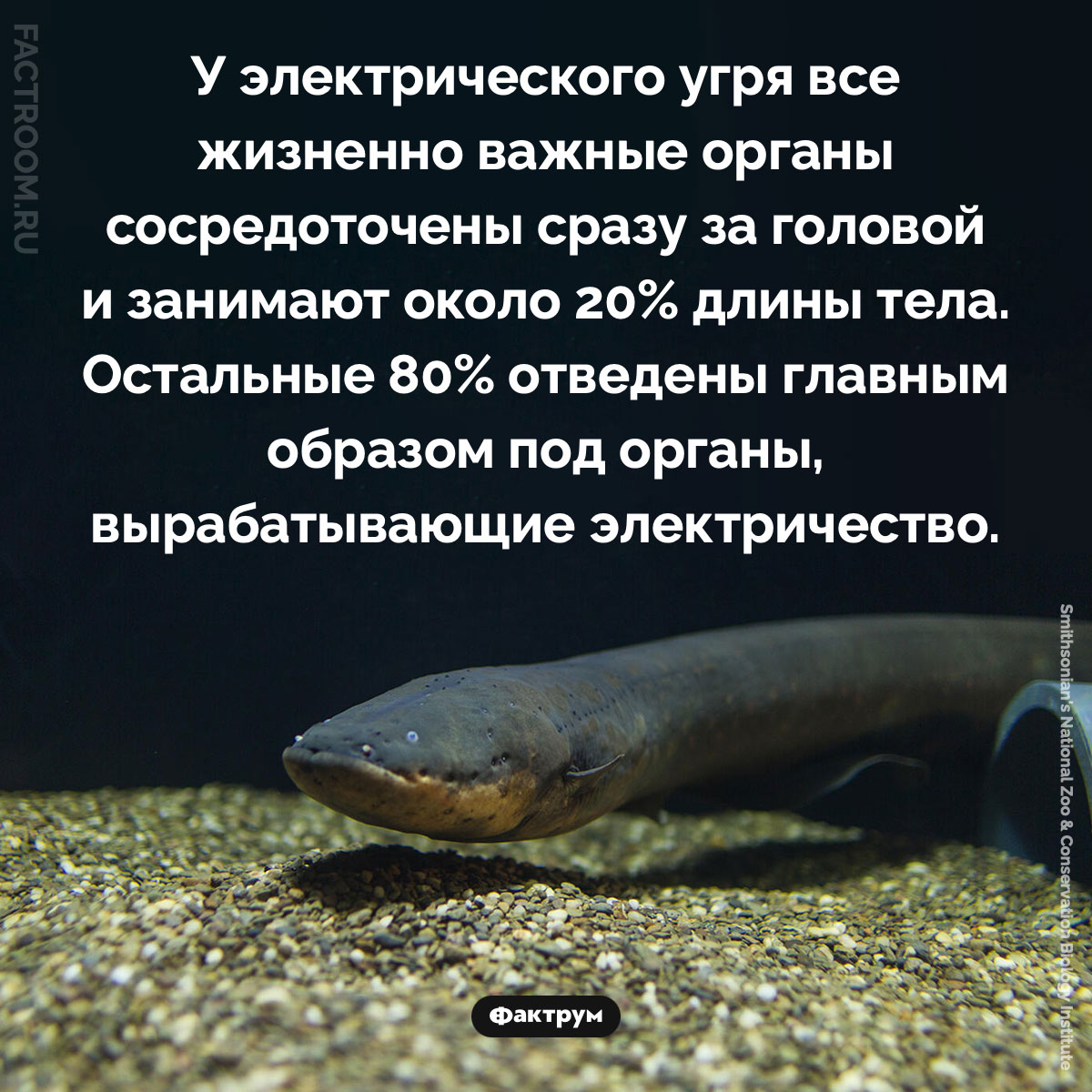 Анатомия электрического угря. У электрического угря все жизненно важные органы сосредоточены сразу за головой и занимают около 20% длины тела. Остальные 80% отведены главным образом под органы, вырабатывающие электричество.