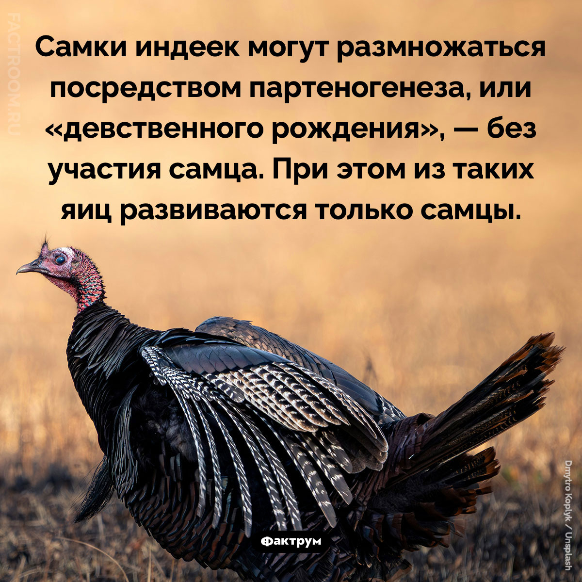 Индейки могут размножаться без самцов. Самки индеек могут размножаться посредством партеногенеза, или «девственного рождения», — без участия самца. При этом из таких яиц развиваются только самцы.
