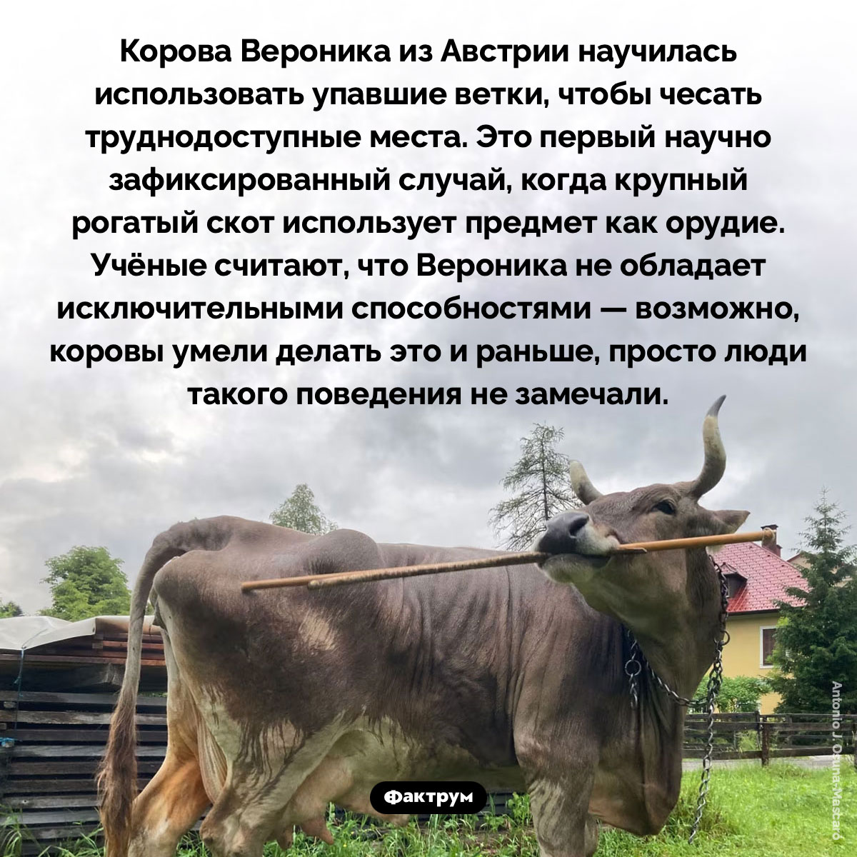 Корова из Австрии научилась использовать ветки как орудия. Корова Вероника из Австрии научилась использовать упавшие ветки, чтобы чесать труднодоступные места. Это первый научно зафиксированный случай, когда крупный рогатый скот использует предмет как орудие. Учёные считают, что Вероника не обладает исключительными способностями — возможно, коровы умели делать это и раньше, просто люди такого поведения не замечали.