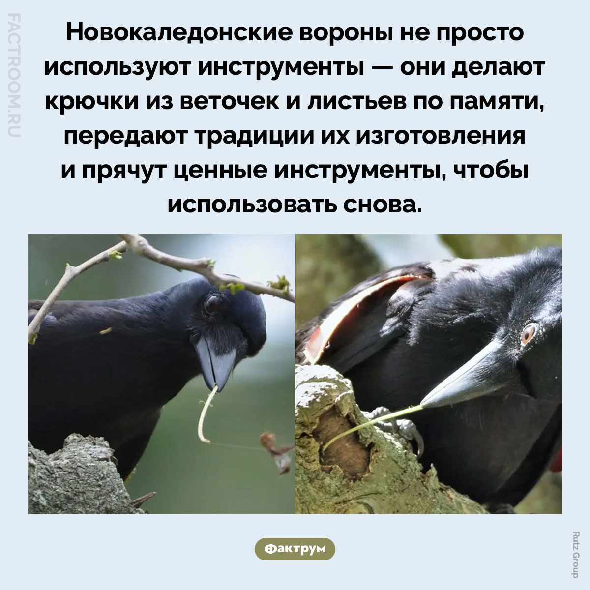 Новокаледонские вороны делают собственные инструменты. Новокаледонские вороны не просто используют инструменты — они делают крючки из веточек и листьев по памяти, передают традиции их изготовления и прячут ценные инструменты, чтобы использовать снова.