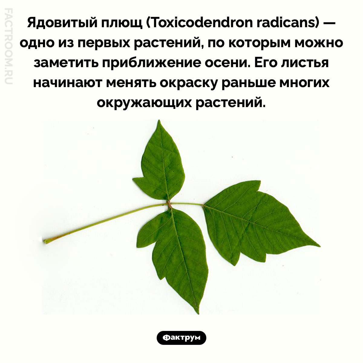 Одно из первых растений, по которым можно заметить приближение осени. Ядовитый плющ (Toxicodendron radicans) — одно из первых растений, по которым можно заметить приближение осени. Его листья начинают менять окраску раньше многих окружающих растений.