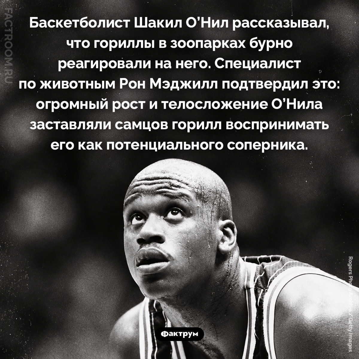 Почему гориллы боятся Шакила О’Нила. Баскетболист Шакил О’Нил рассказывал, что гориллы в зоопарках бурно реагировали на него. Специалист по животным Рон Мэджилл подтвердил это: огромный рост и телосложение О’Нила заставляли самцов горилл воспринимать его как потенциального соперника.j