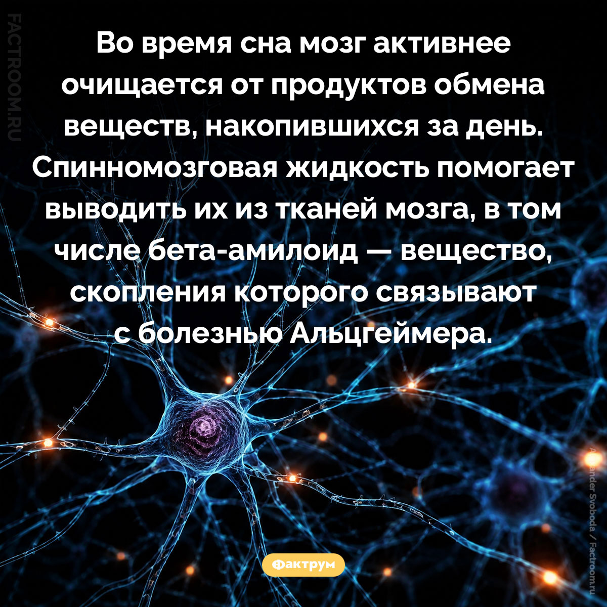 Почему во время сна мозг очищается от накопившихся веществ. Во время сна мозг активнее очищается от продуктов обмена веществ, накопившихся за день. Спинномозговая жидкость помогает выводить их из тканей мозга, в том числе бета-амилоид — вещество, скопления которого связывают с болезнью Альцгеймера.