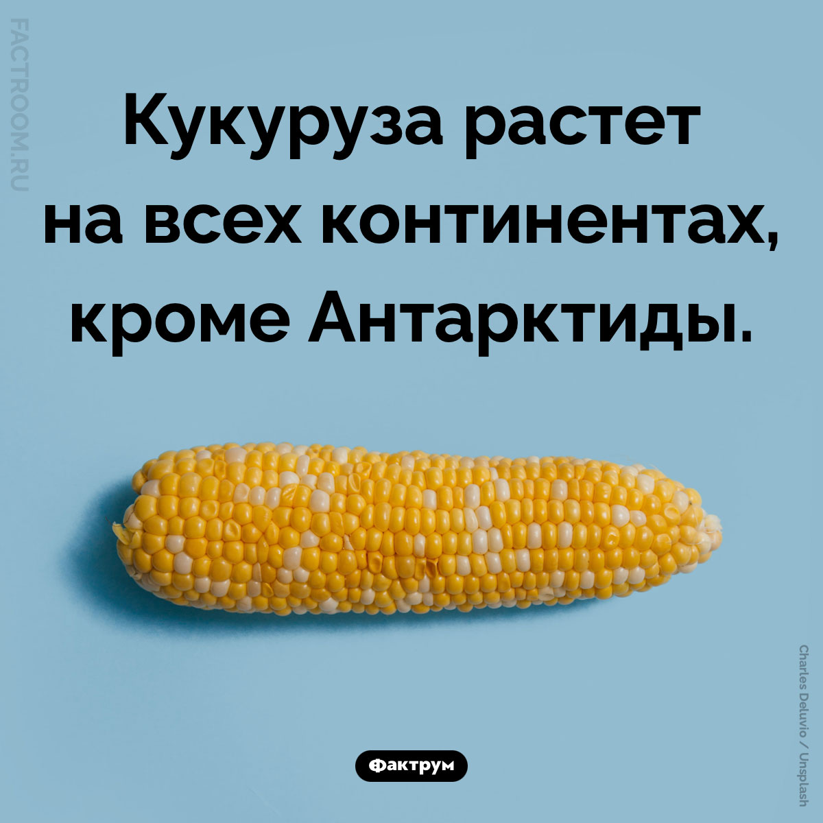 Где растет кукуруза. Кукуруза растет на всех континентах, кроме Антарктиды